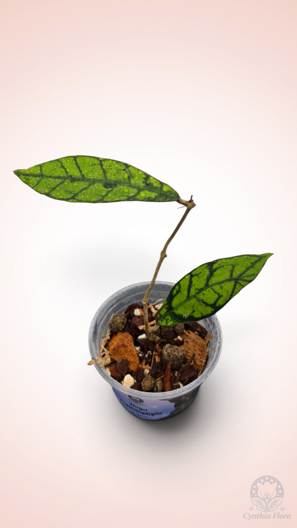 Hoya Callistophylla