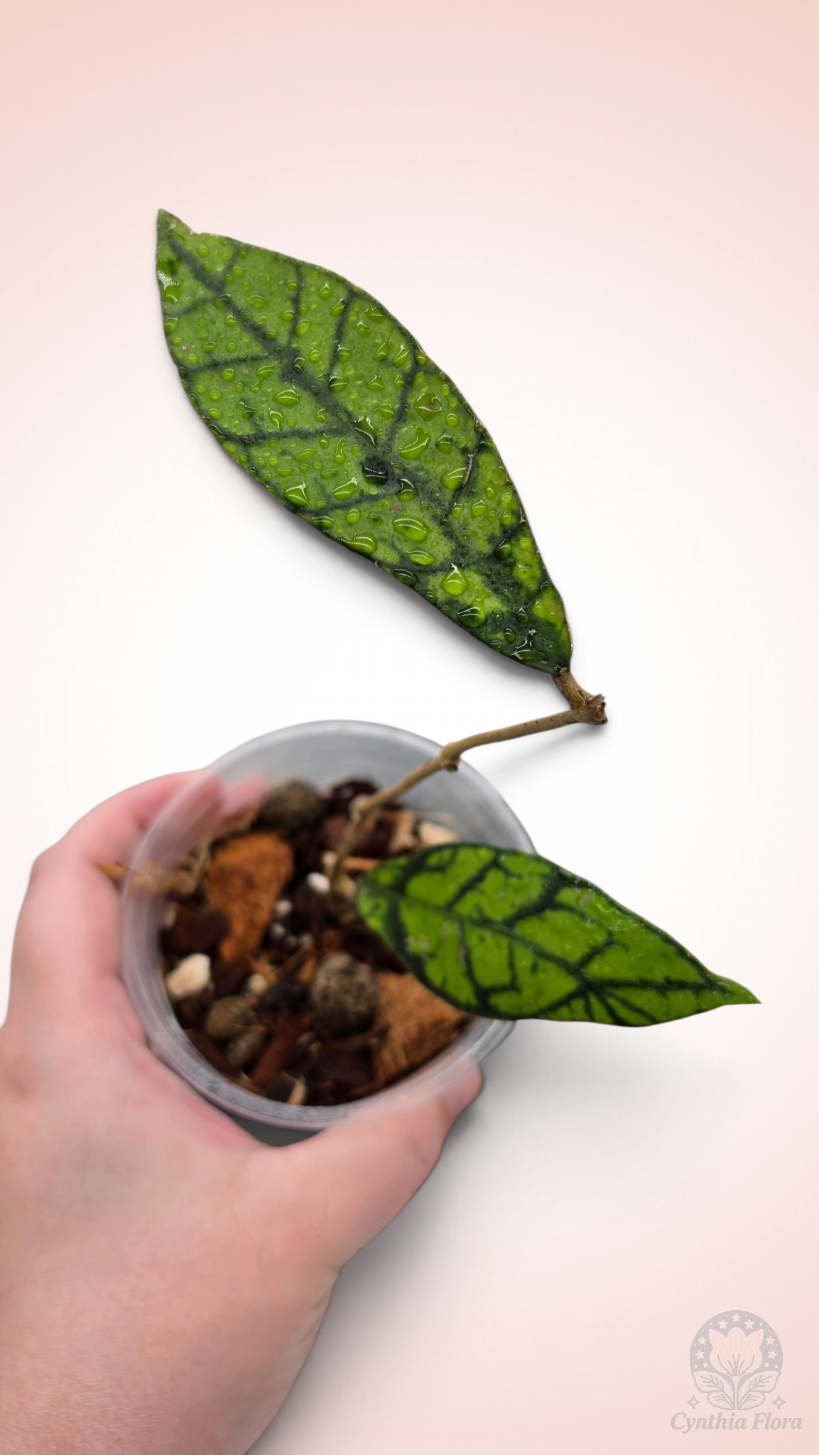 Hoya Callistophylla