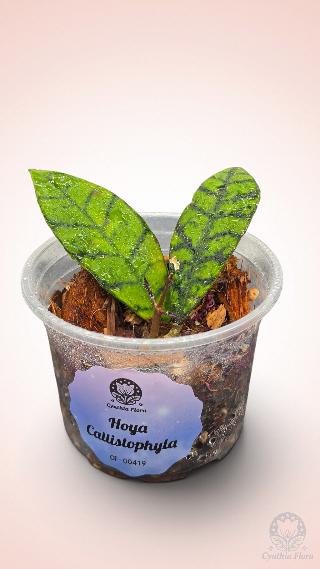 Hoya Callistophylla