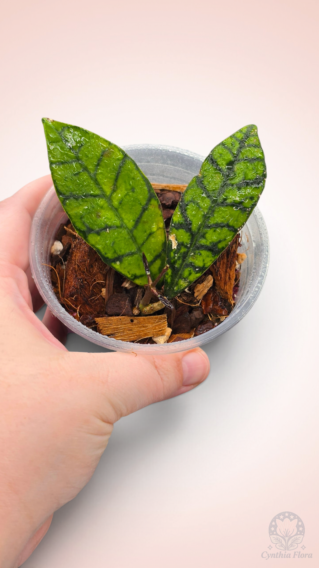 Hoya Callistophylla