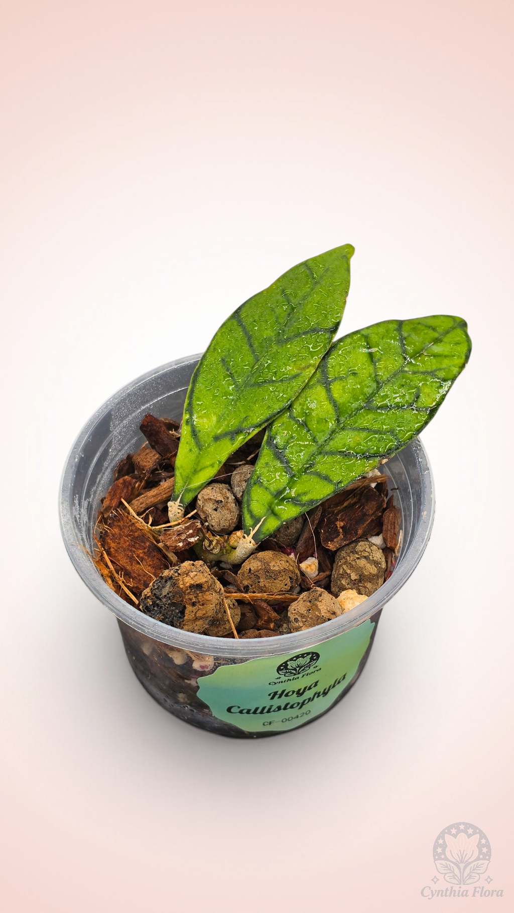 Hoya Callistophylla