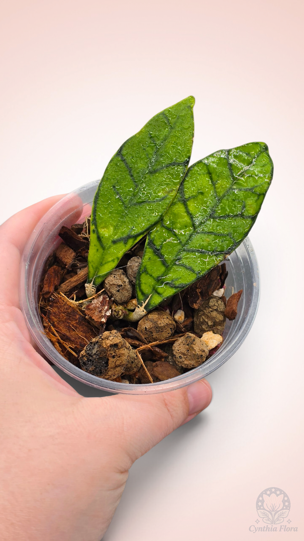 Hoya Callistophylla