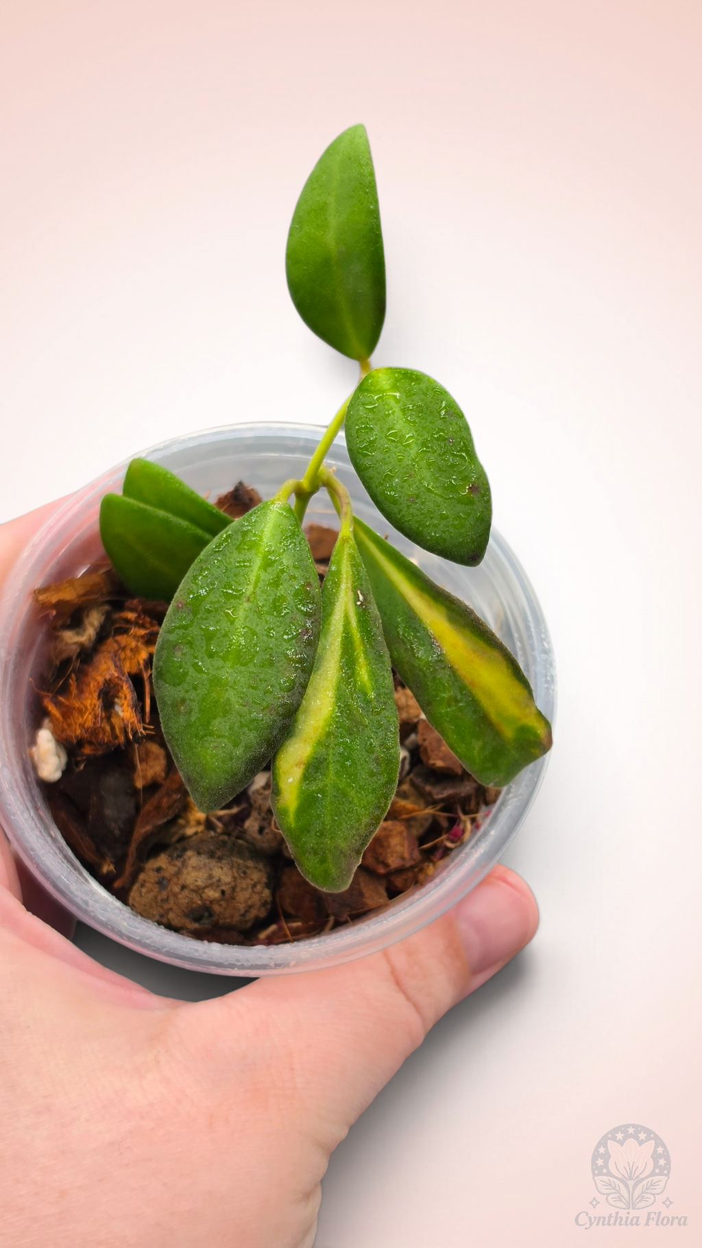 Hoya Burtoniae Variegated - DS-70
