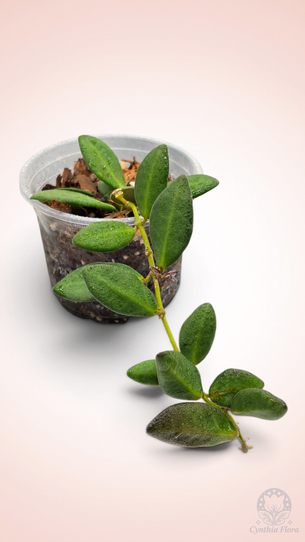 Hoya Burtoniae Variegated - DS-70