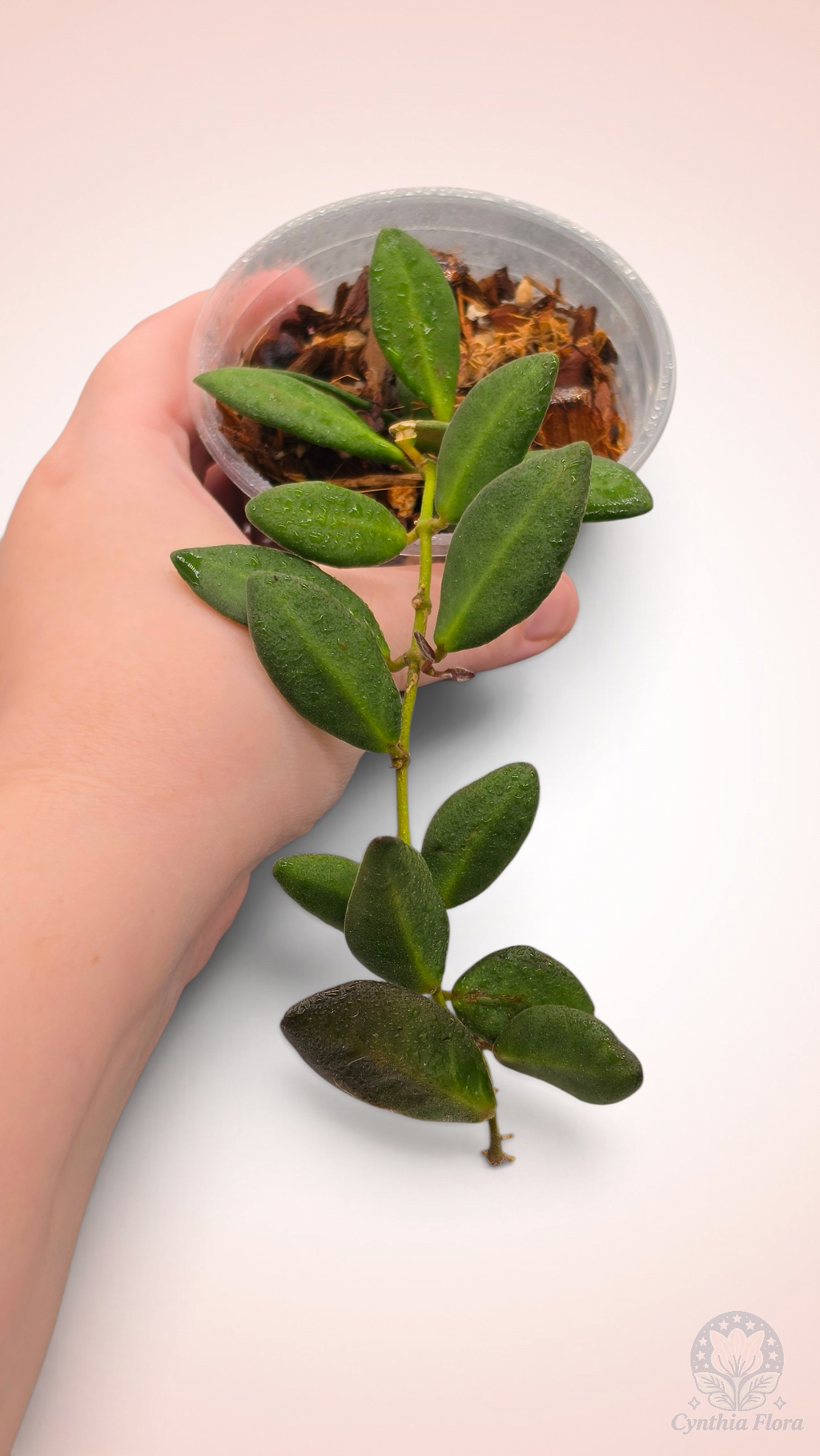 Hoya Burtoniae Variegated - DS-70