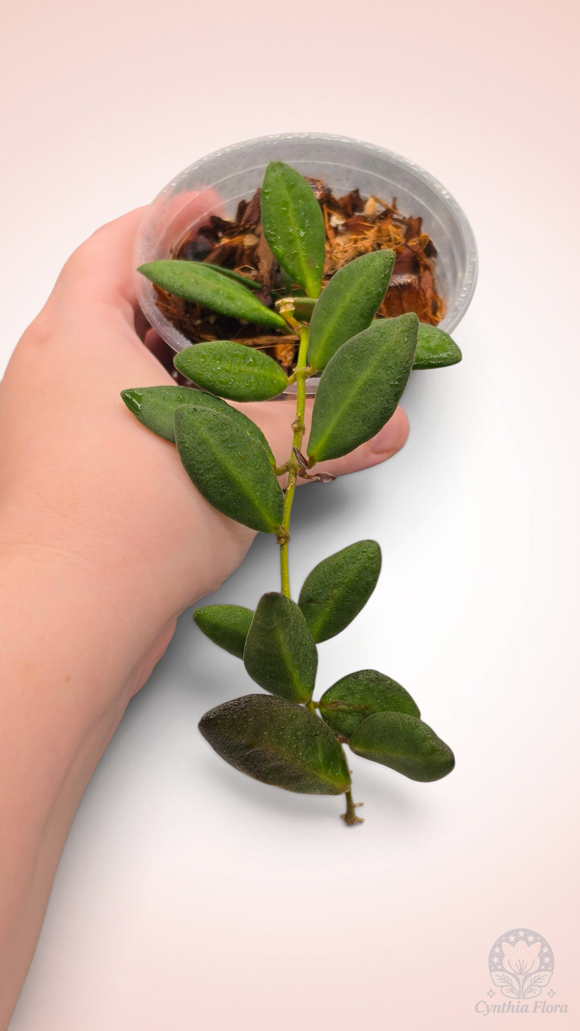Hoya Burtoniae Variegated - DS-70