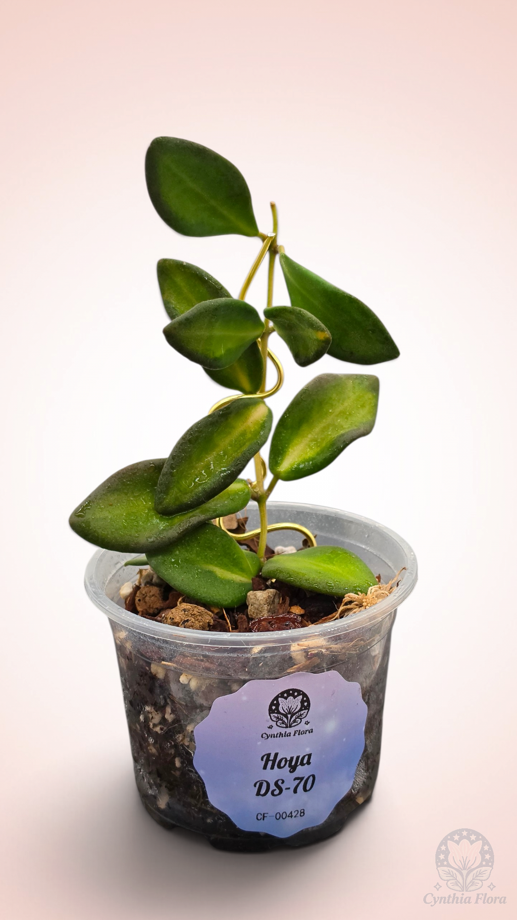 Hoya Burtoniae Variegated - DS-70