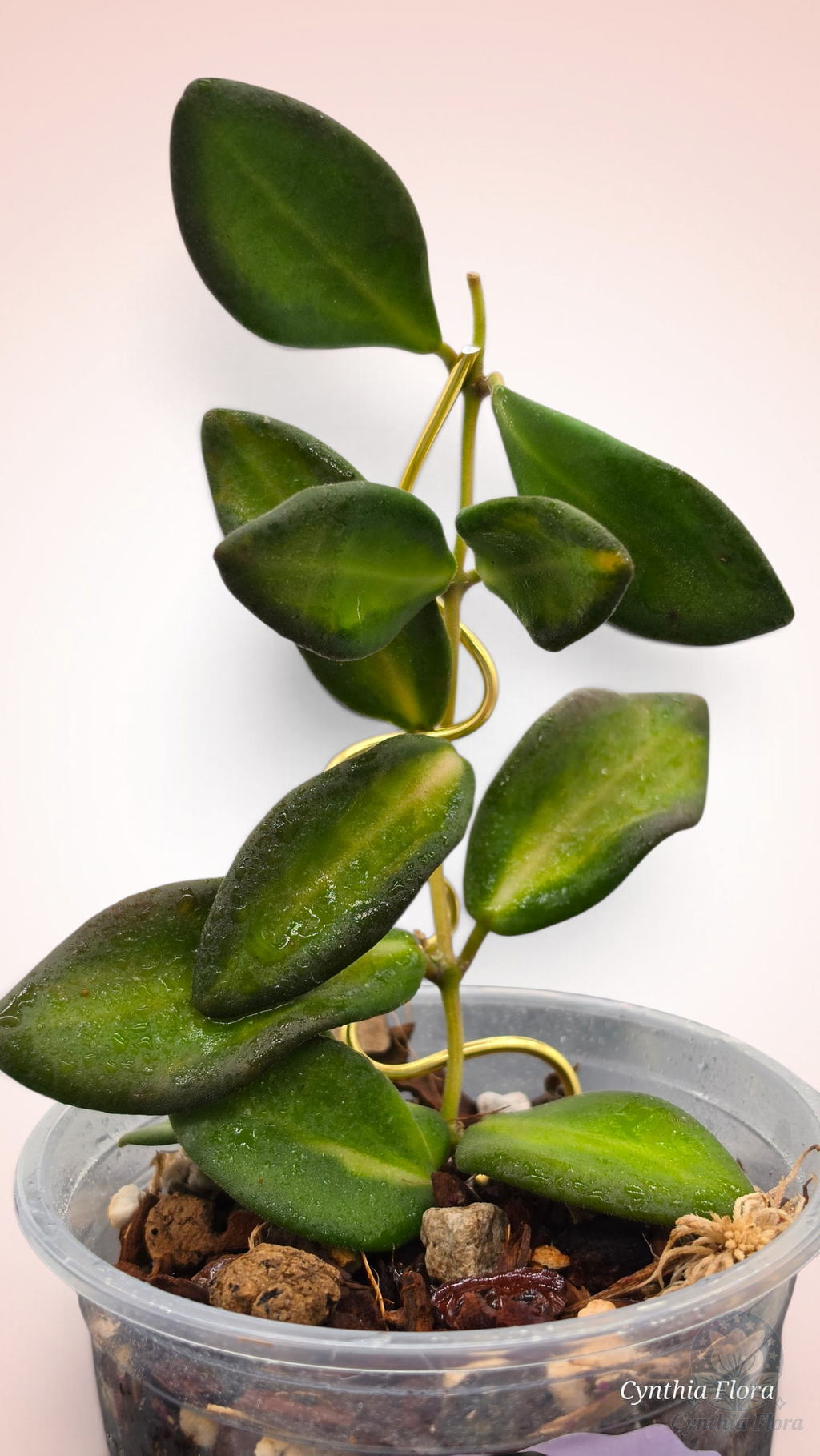 Hoya Burtoniae Variegated - DS-70