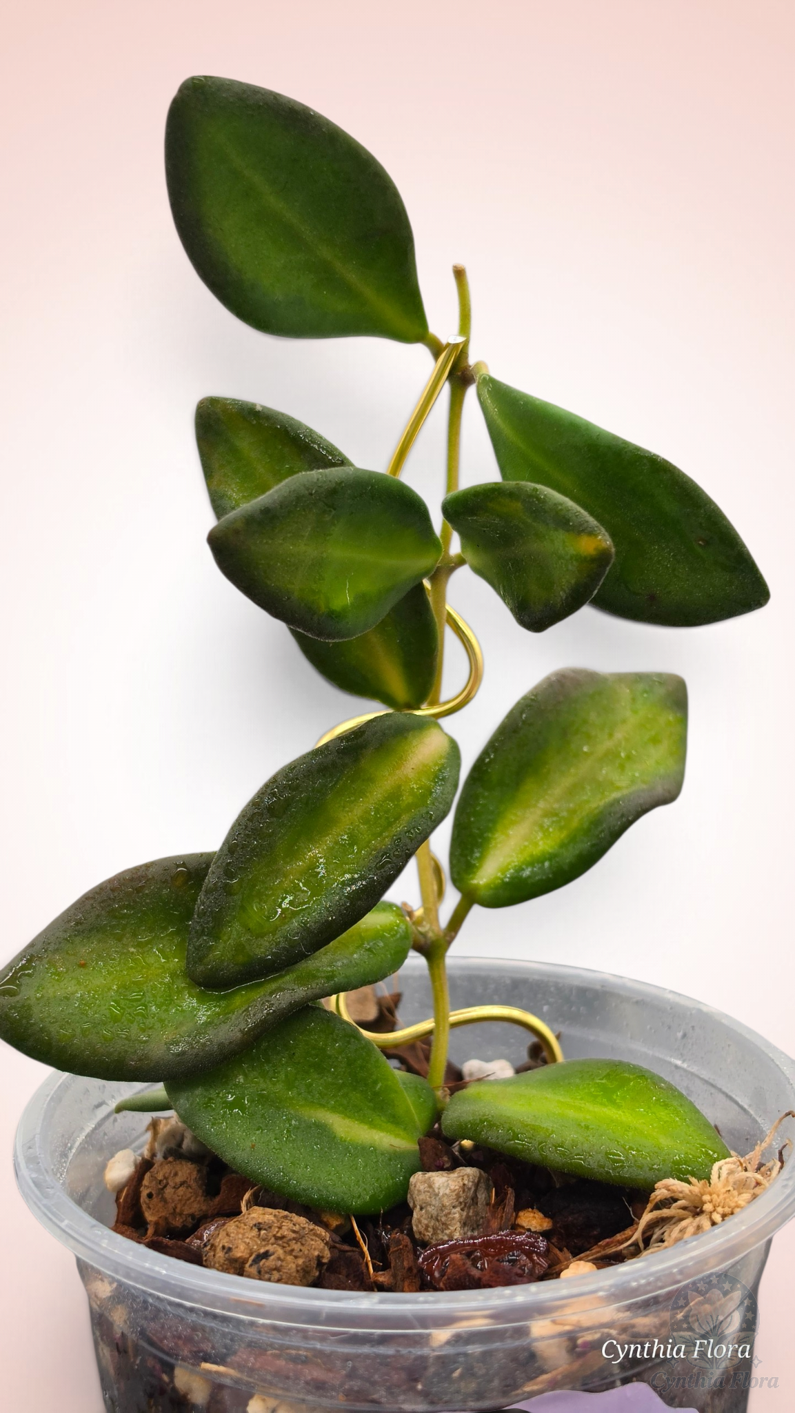 Hoya Burtoniae Variegated - DS-70