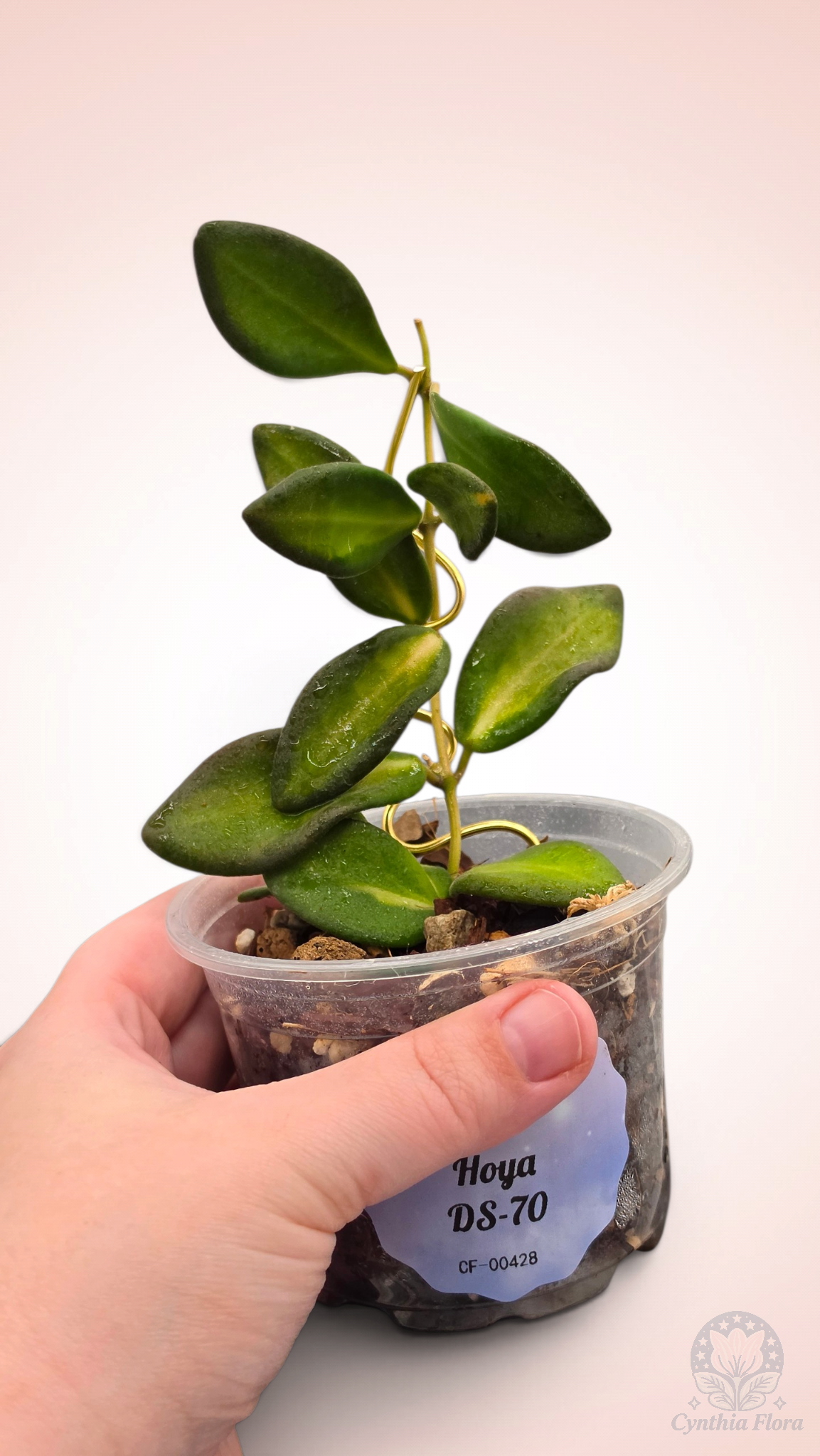 Hoya Burtoniae Variegated - DS-70