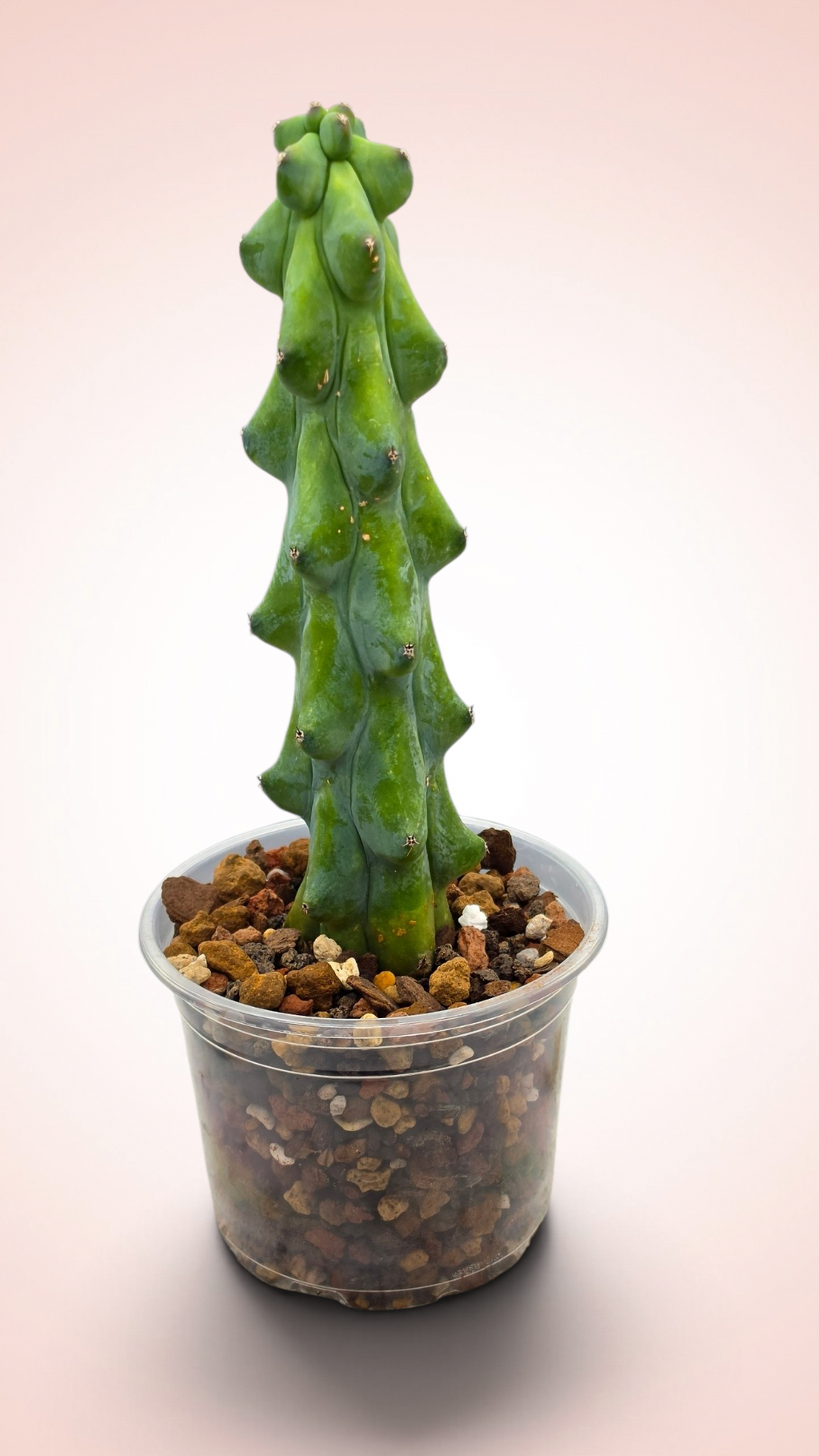 Myrtillocactus geometrizans cv. 'Fukurokuryuzinboku' Boobie Cactus