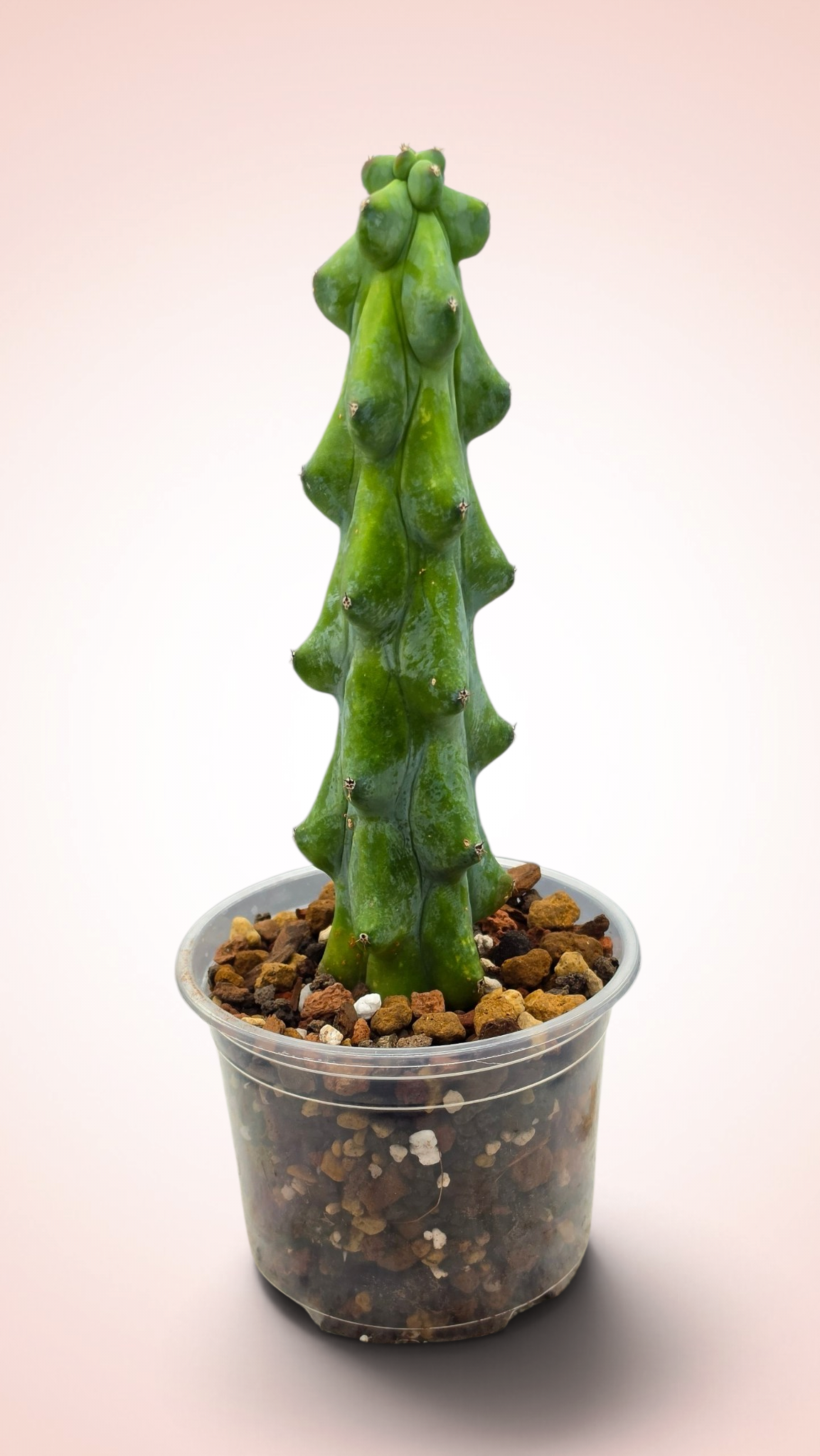 Myrtillocactus geometrizans cv. 'Fukurokuryuzinboku' Boobie Cactus