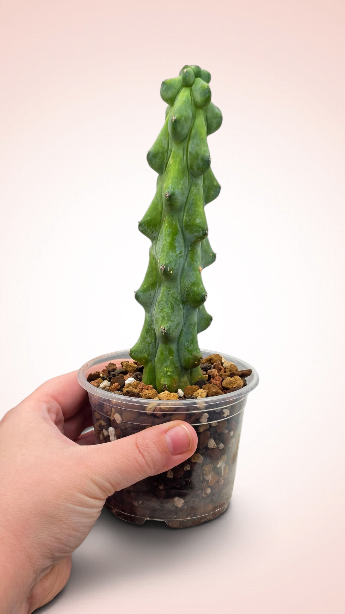 Myrtillocactus geometrizans cv. 'Fukurokuryuzinboku' Boobie Cactus