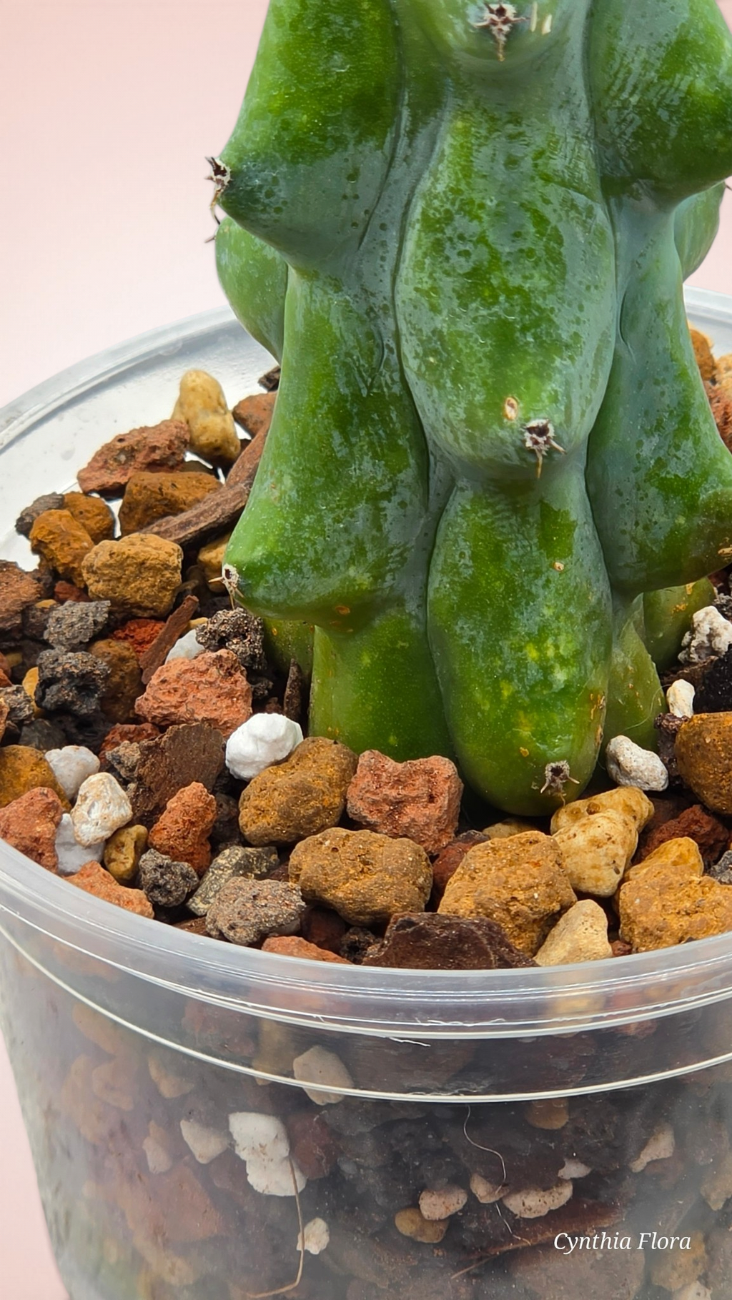 Myrtillocactus geometrizans cv. 'Fukurokuryuzinboku' Boobie Cactus