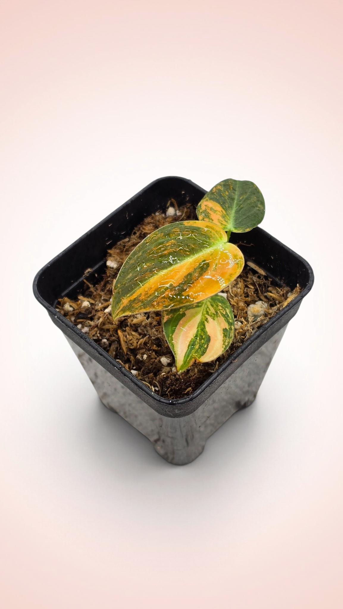 Philodendron Melanochrysum Orange Bonfire