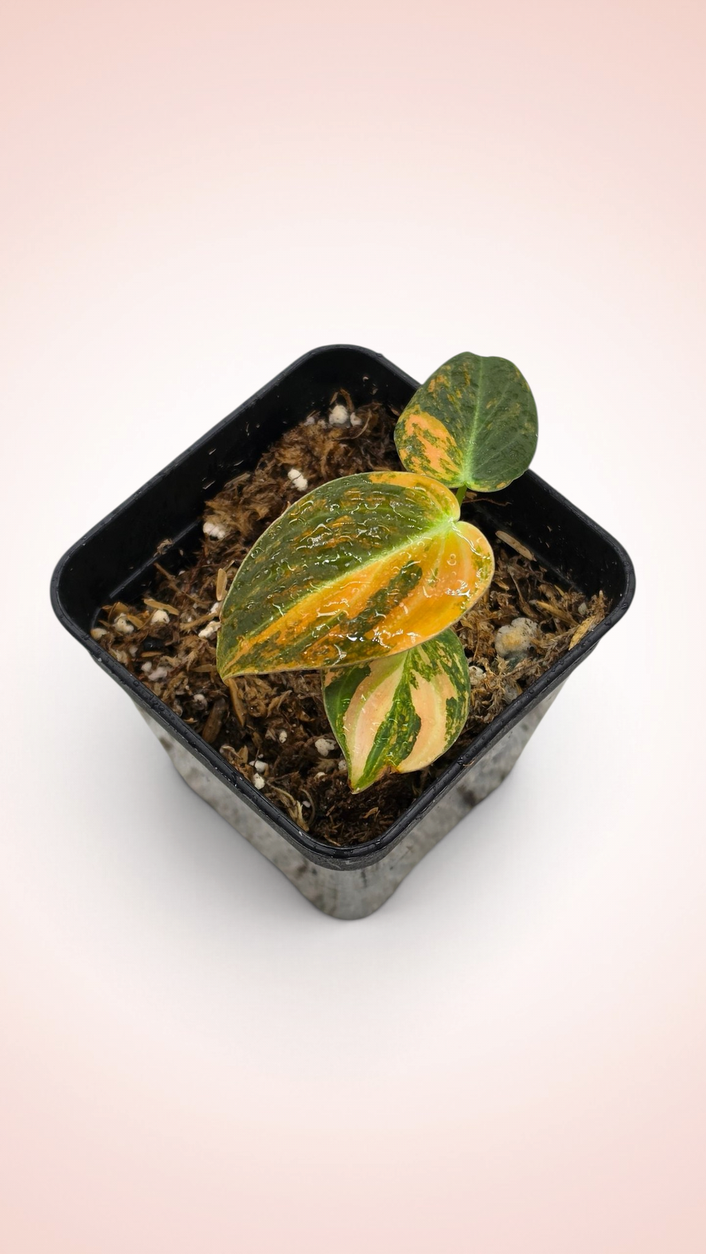 Philodendron Melanochrysum Orange Bonfire