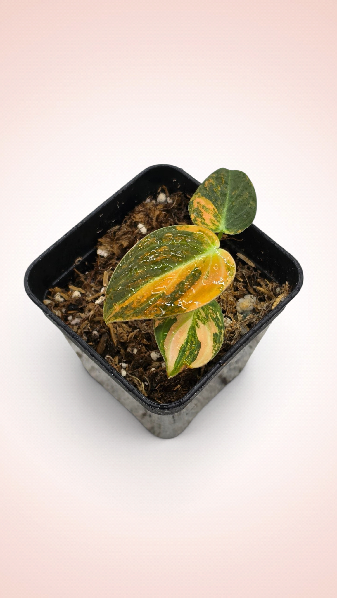 Philodendron Melanochrysum Orange Bonfire