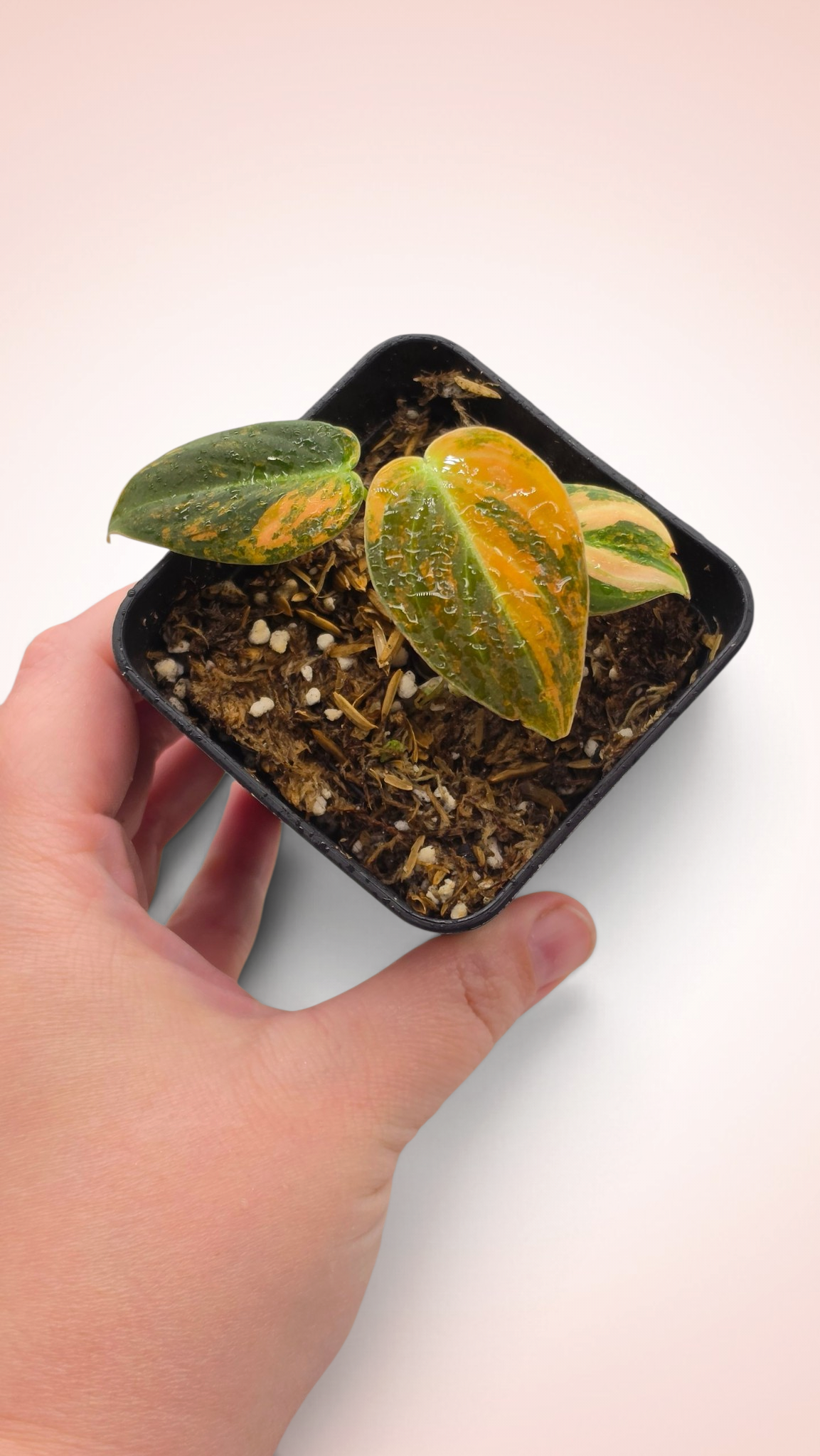Philodendron Melanochrysum Orange Bonfire