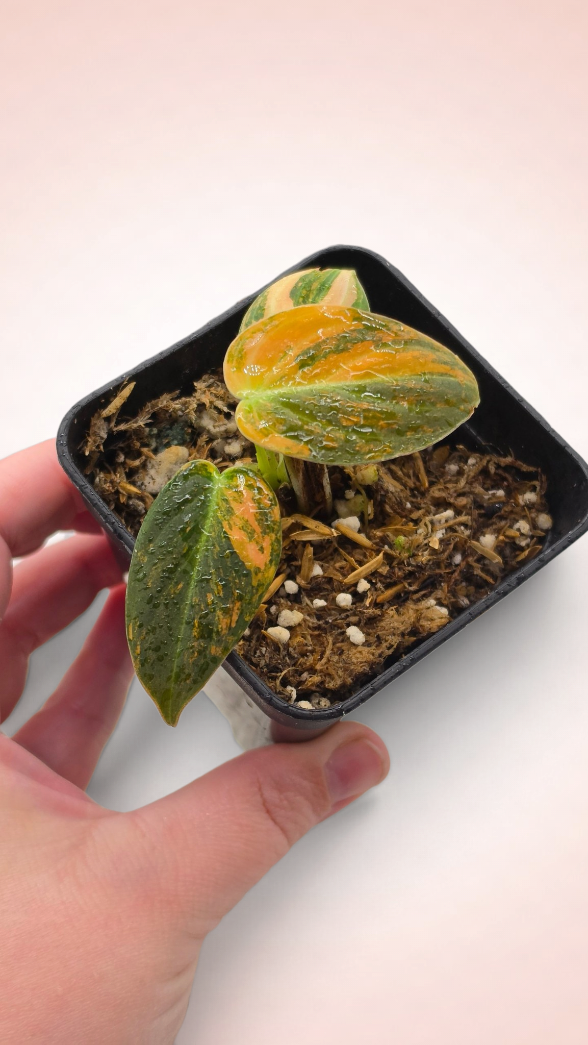 Philodendron Melanochrysum Orange Bonfire