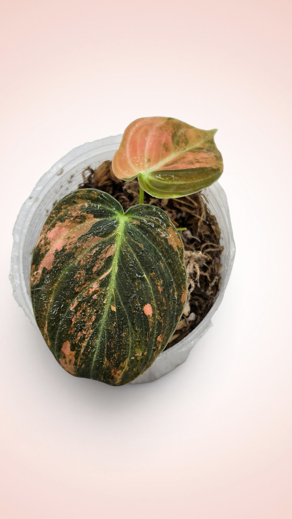 Philodendron Melanochrysum Orange Bonfire