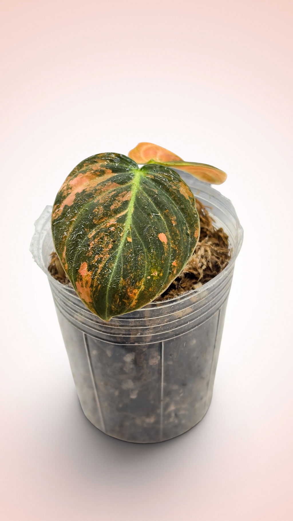 Philodendron Melanochrysum Orange Bonfire