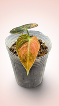 Philodendron Melanochrysum Orange Bonfire