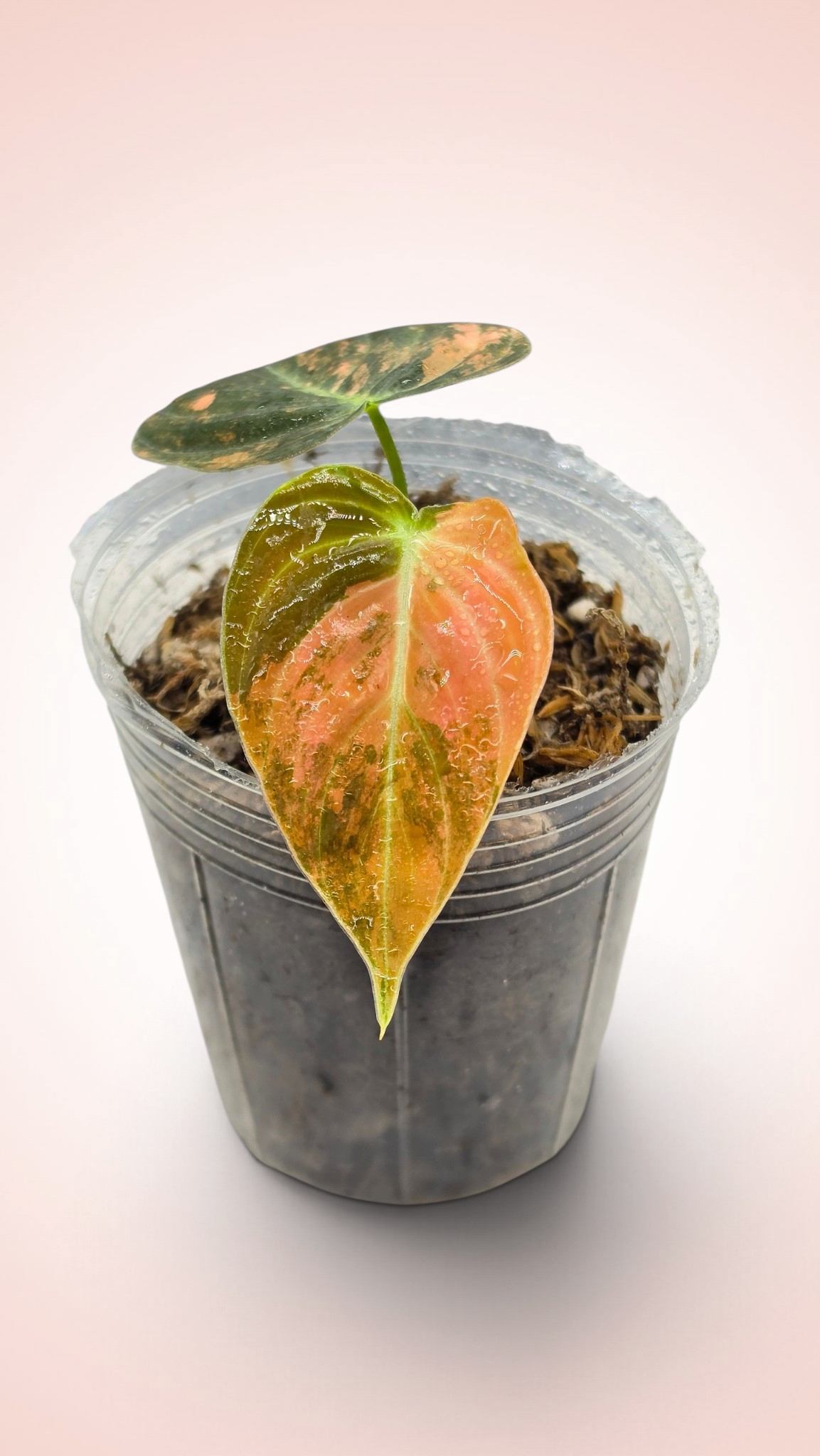 Philodendron Melanochrysum Orange Bonfire