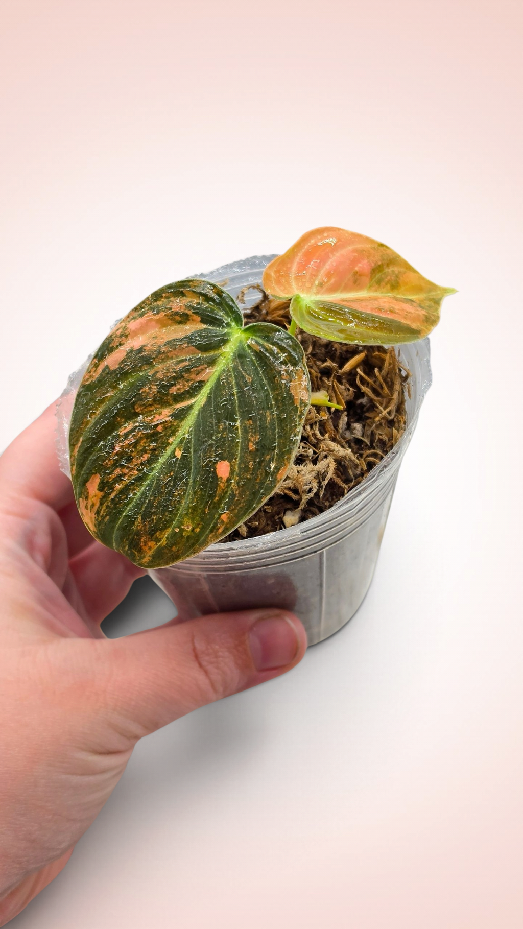 Philodendron Melanochrysum Orange Bonfire