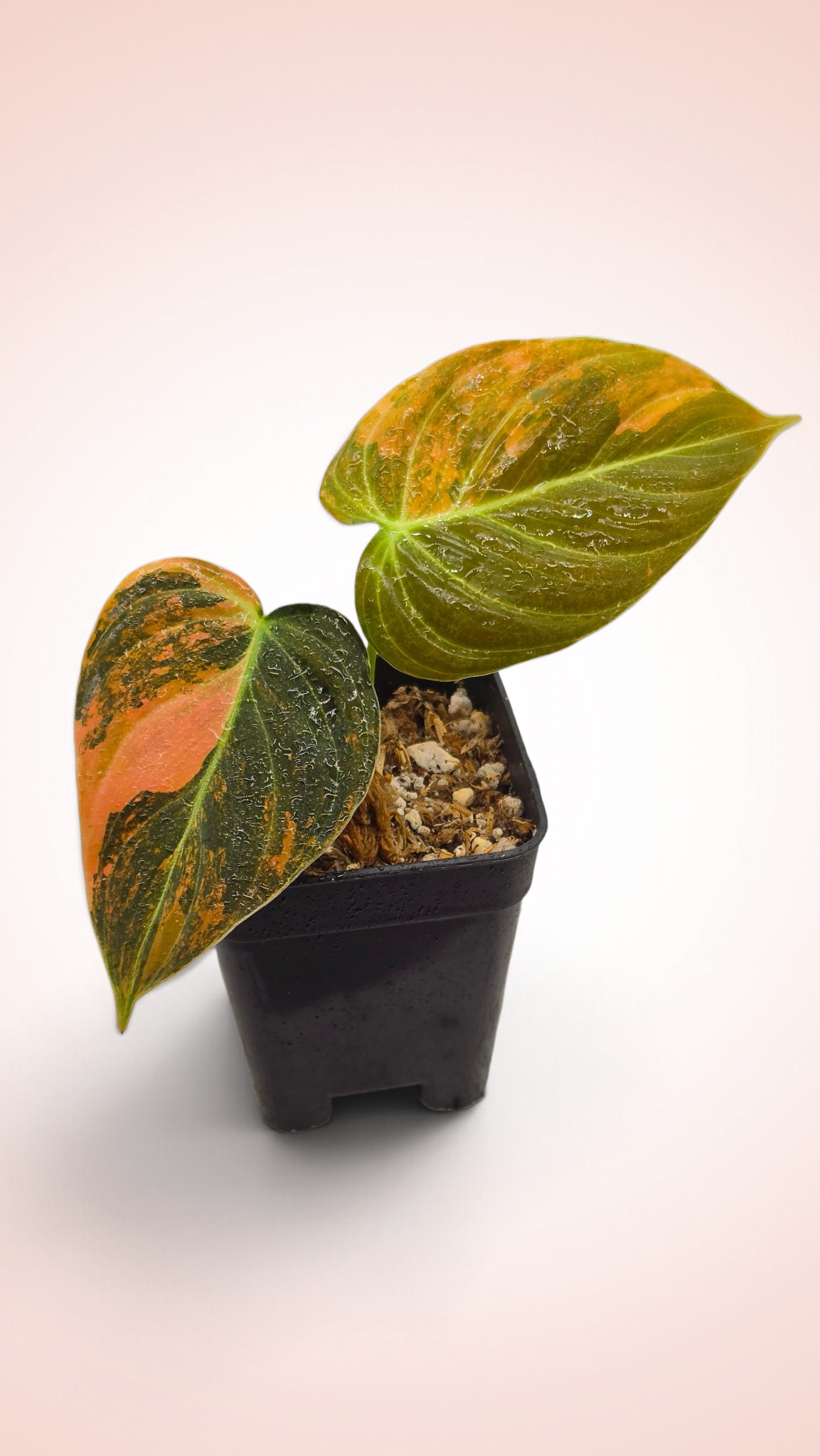 Philodendron Melanochrysum Orange Bonfire