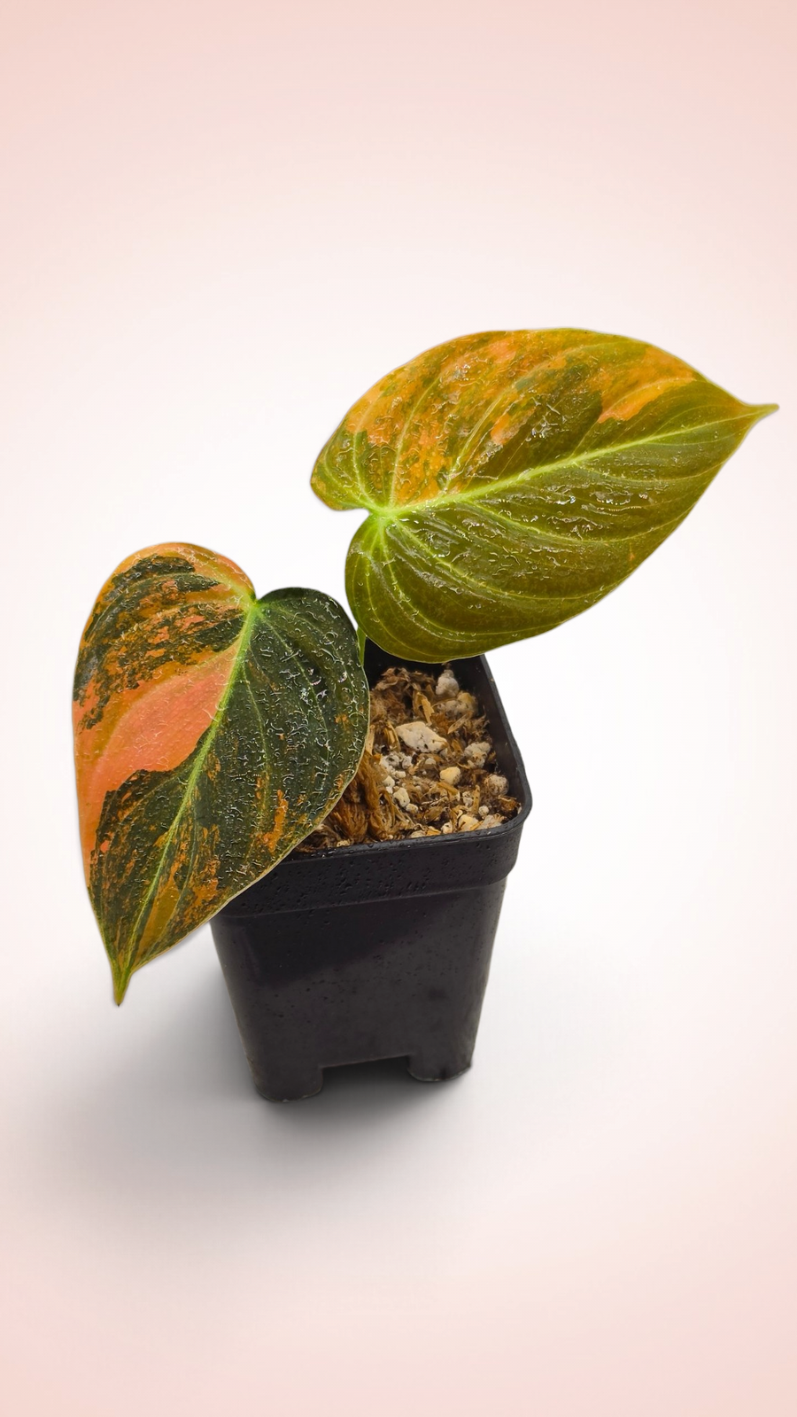 Philodendron Melanochrysum Orange Bonfire