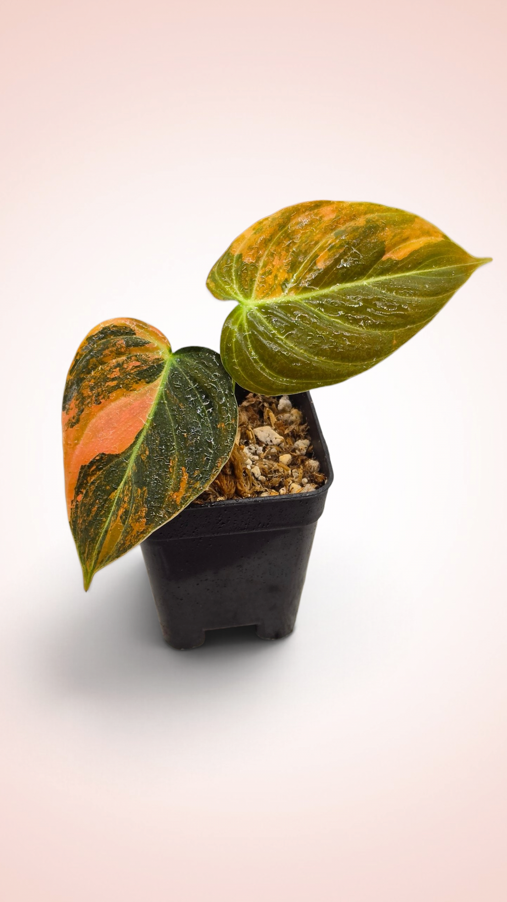 Philodendron Melanochrysum Orange Bonfire