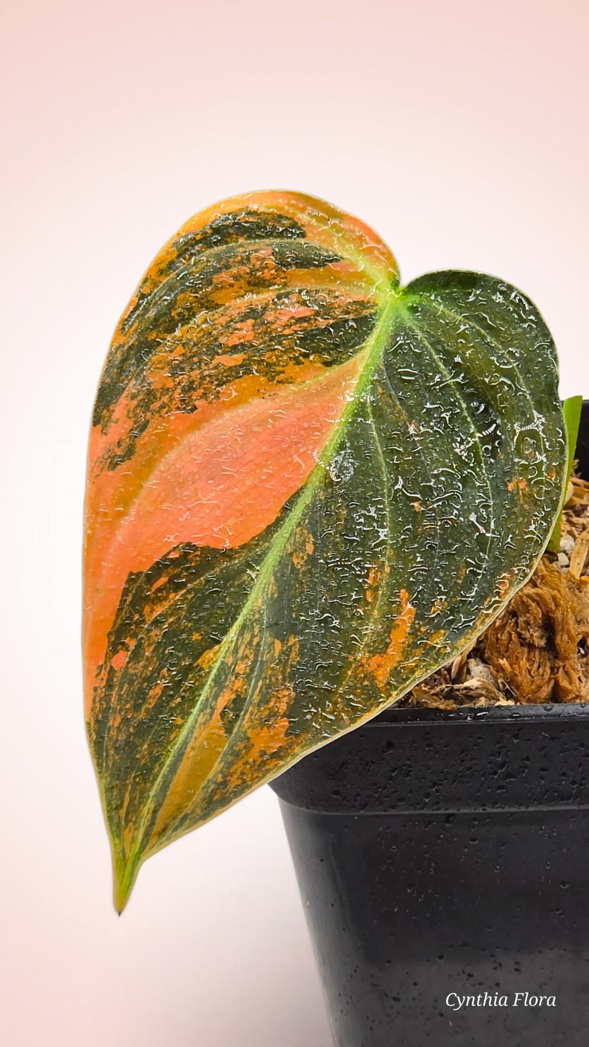 Philodendron Melanochrysum Orange Bonfire