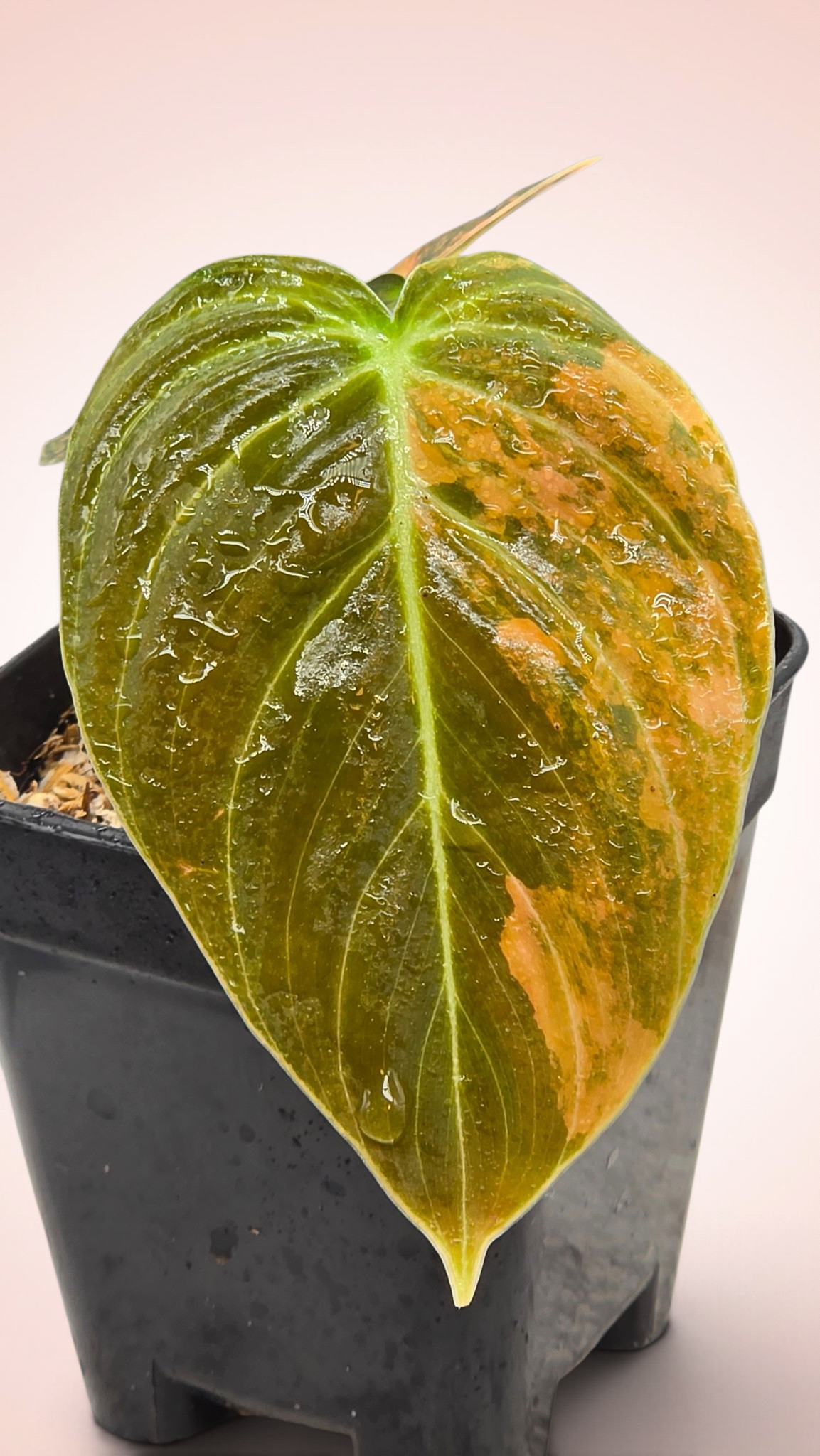 Philodendron Melanochrysum Orange Bonfire