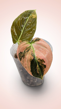 Philodendron Melanochrysum Orange Bonfire