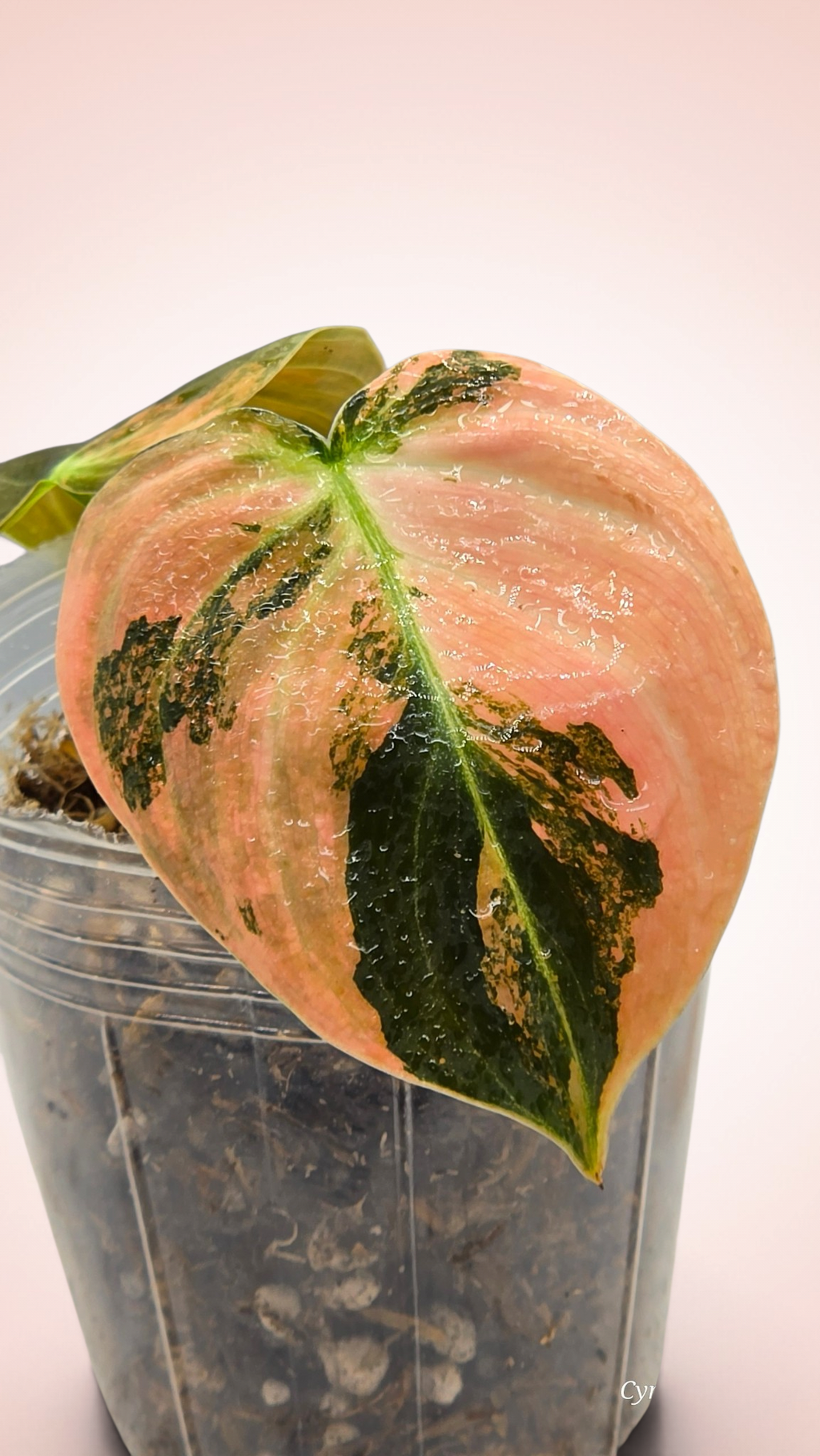 Philodendron Melanochrysum Orange Bonfire