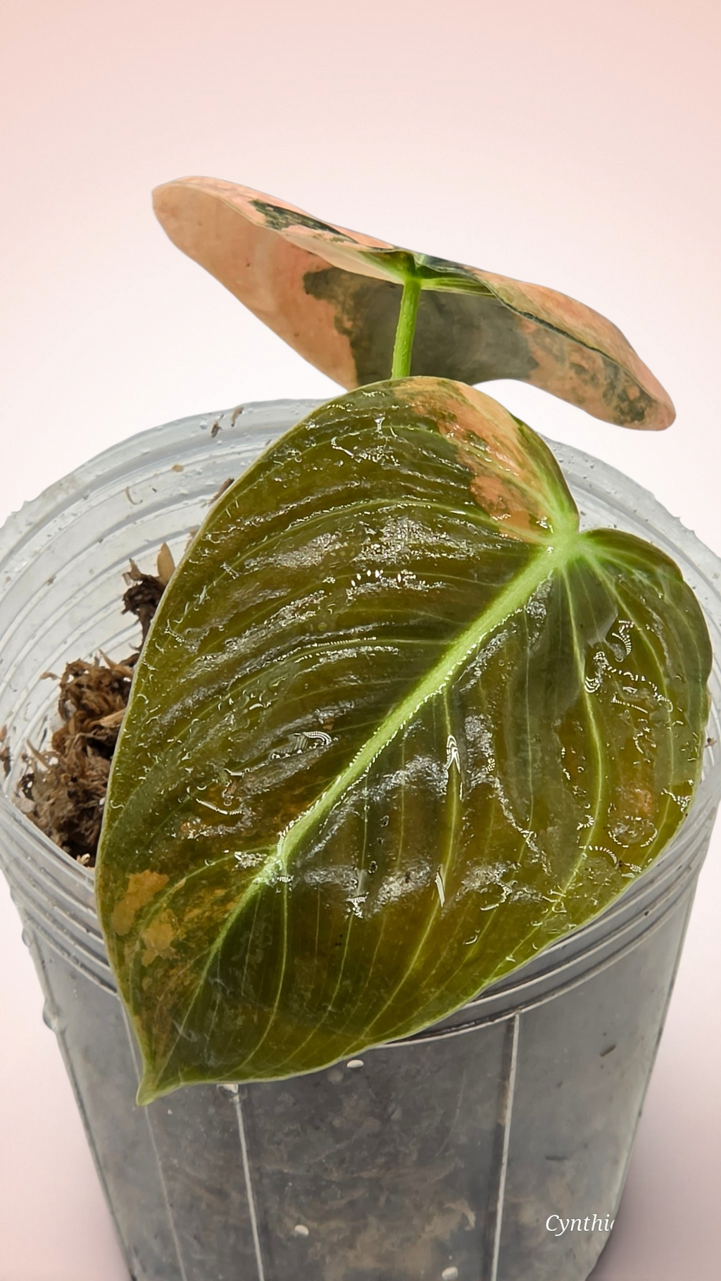Philodendron Melanochrysum Orange Bonfire