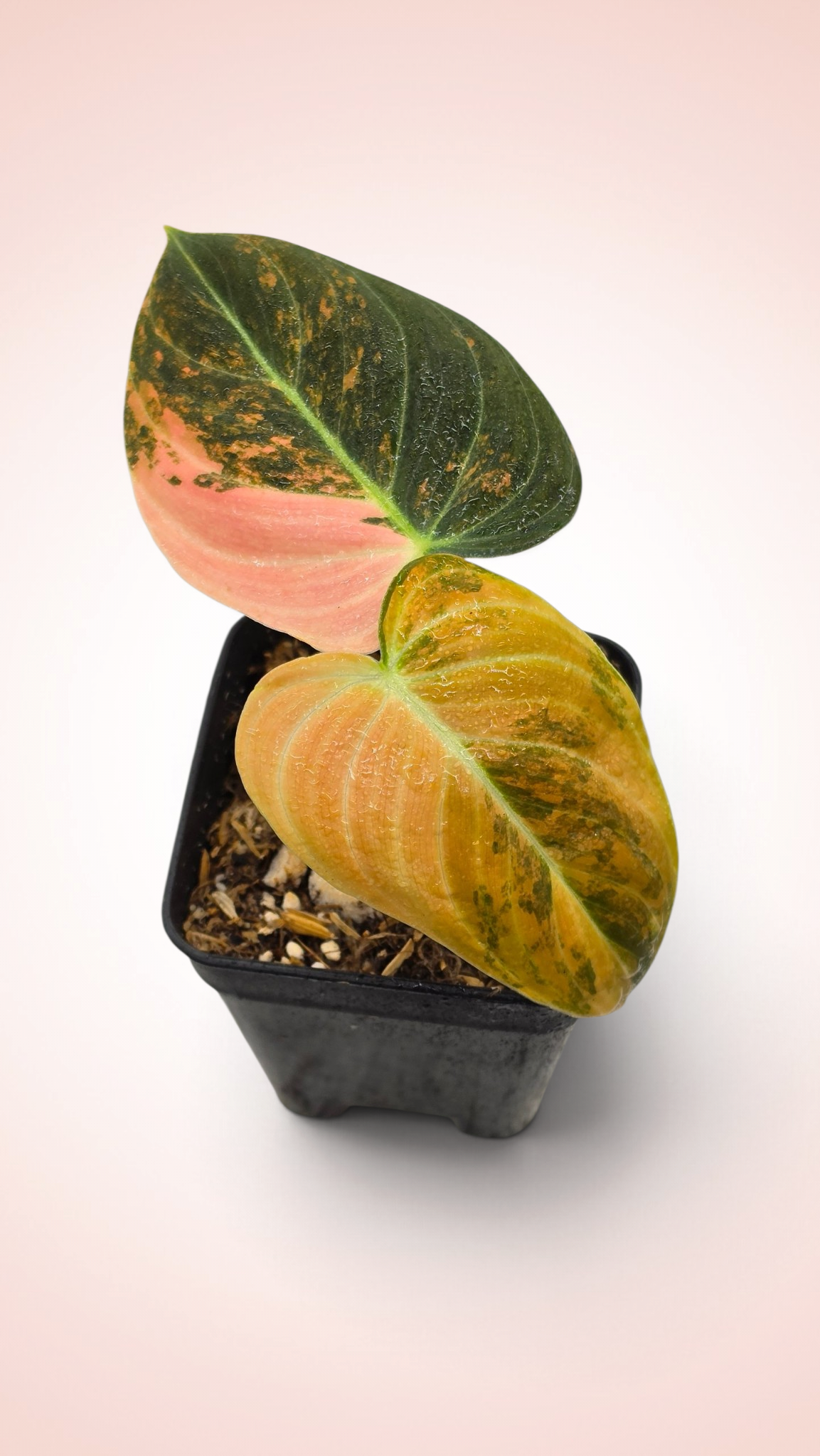 Philodendron Melanochrysum Orange Bonfire