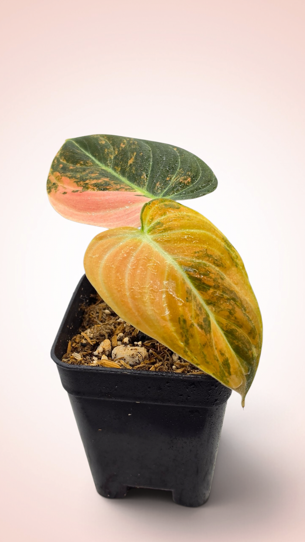 Philodendron Melanochrysum Orange Bonfire