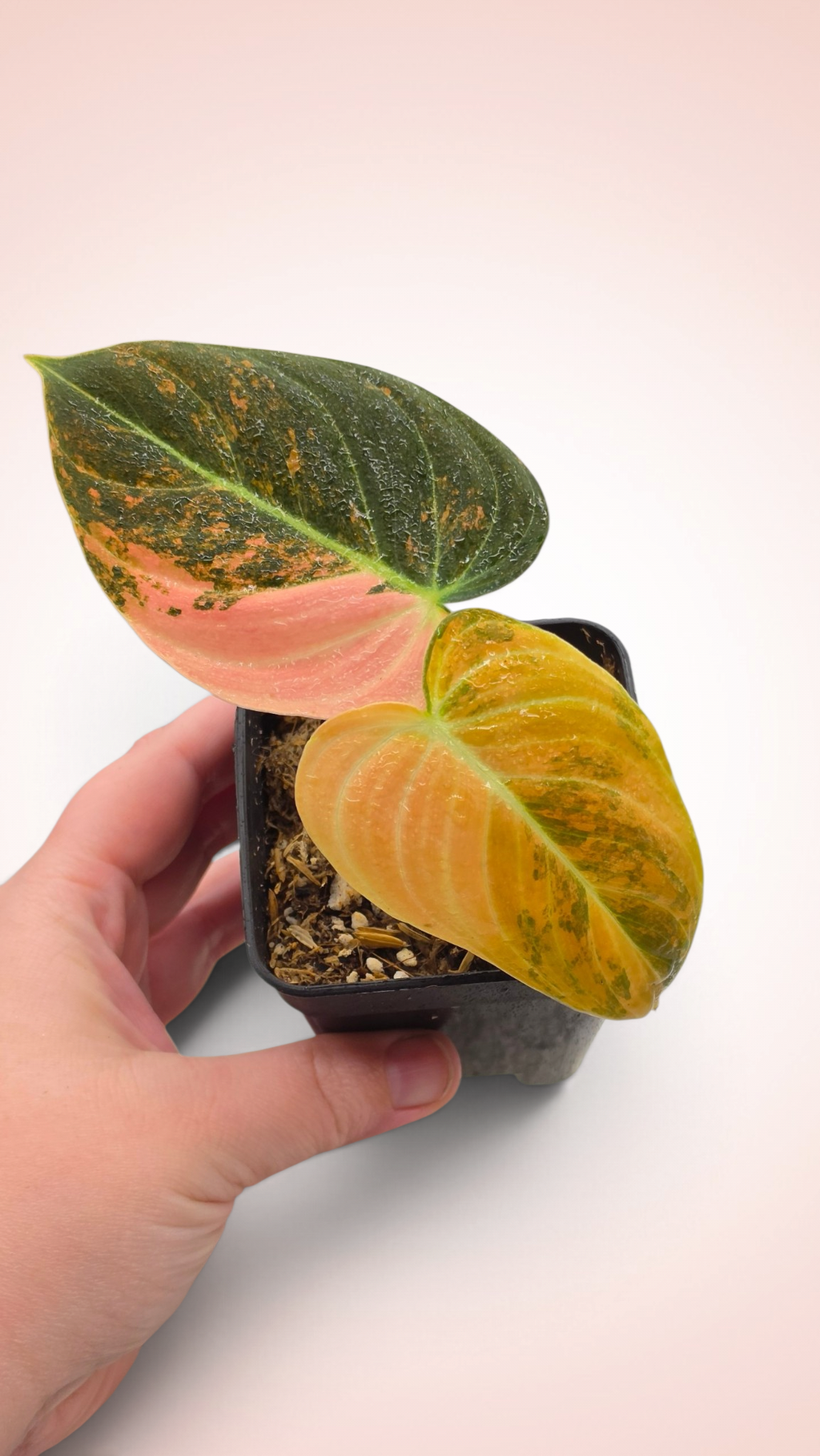Philodendron Melanochrysum Orange Bonfire