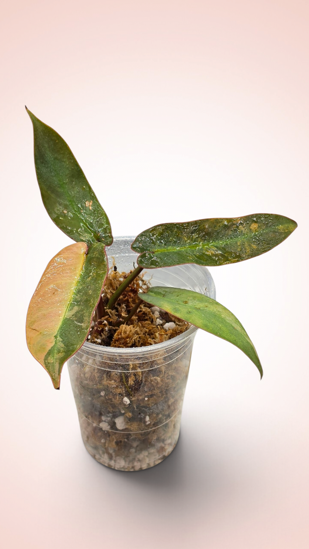Philodendron Atabapoense Pink Variegated