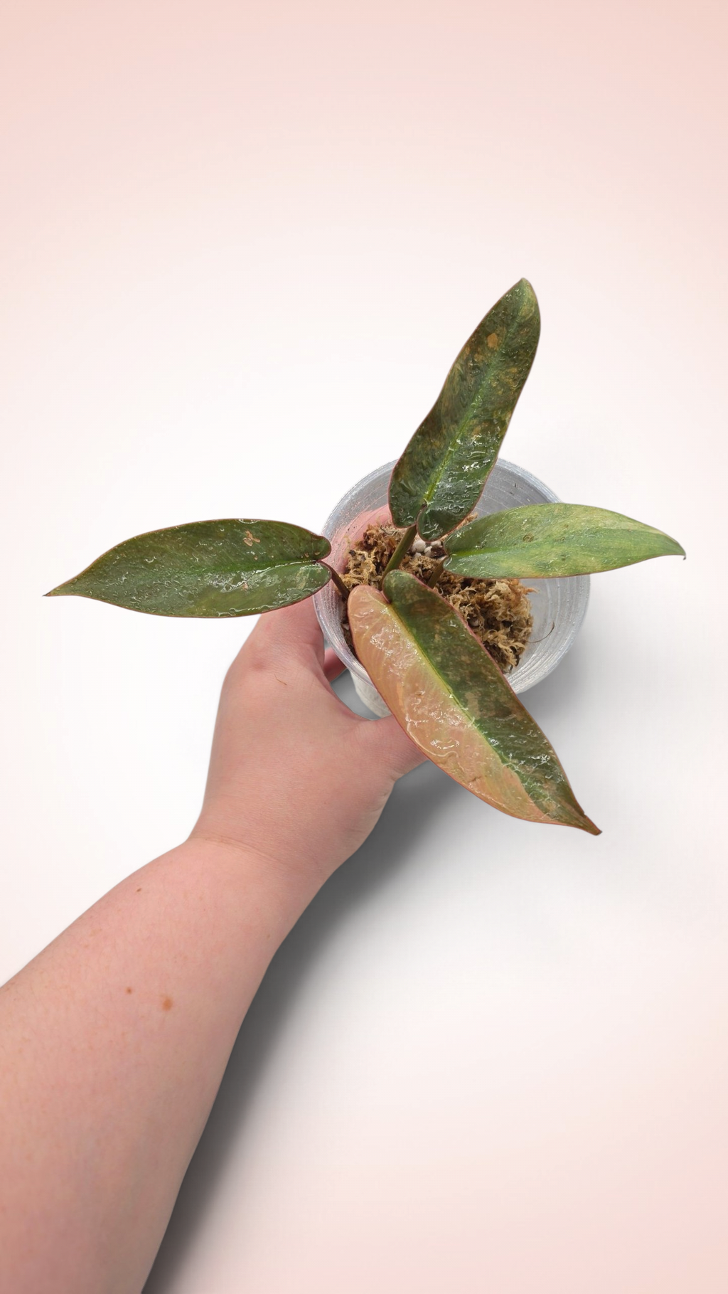 Philodendron Atabapoense Pink Variegated