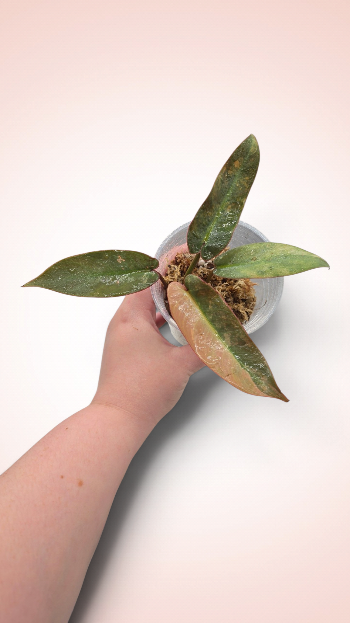 Philodendron Atabapoense Pink Variegated