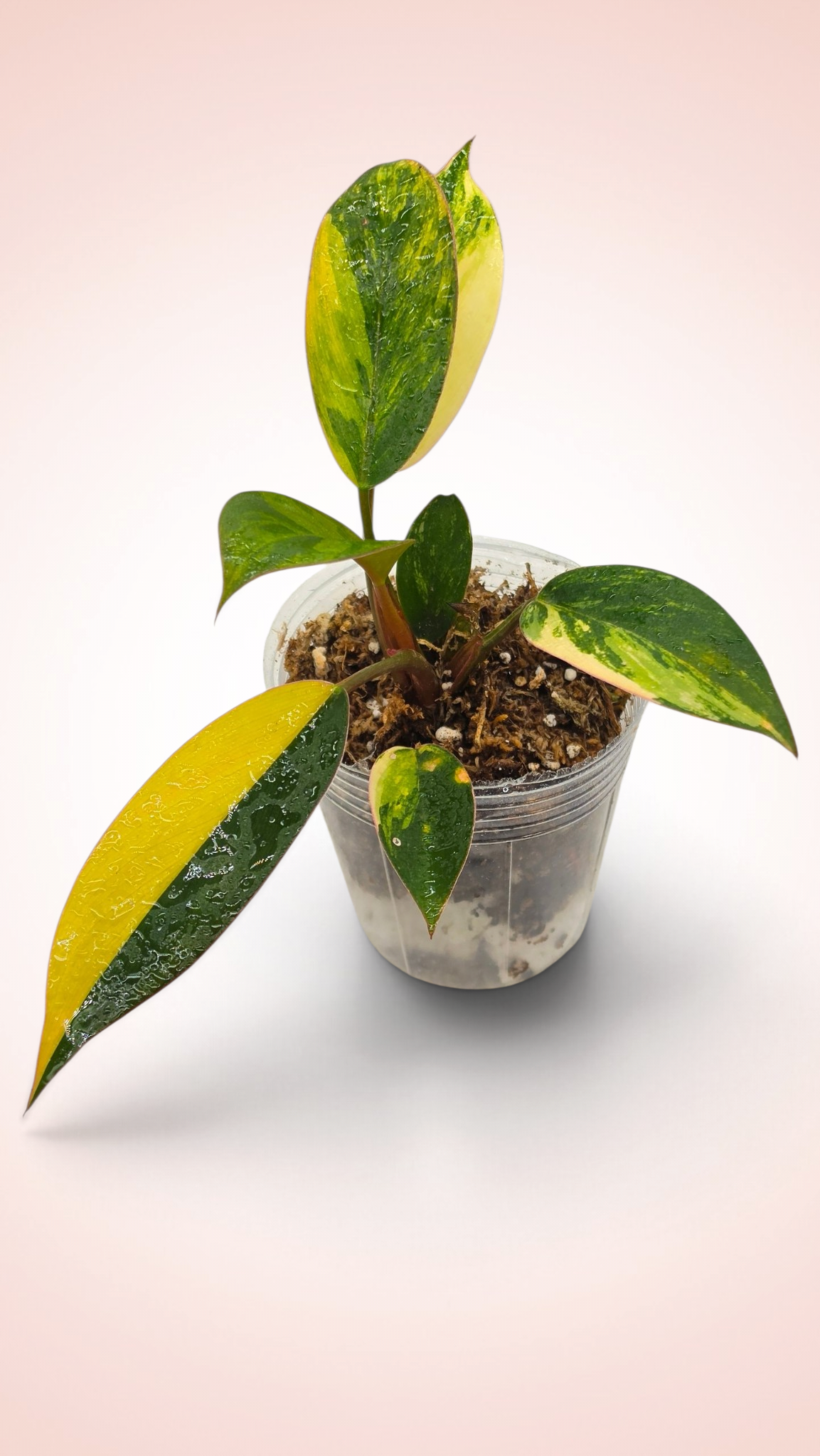 Philodendron Red Congo Variegated