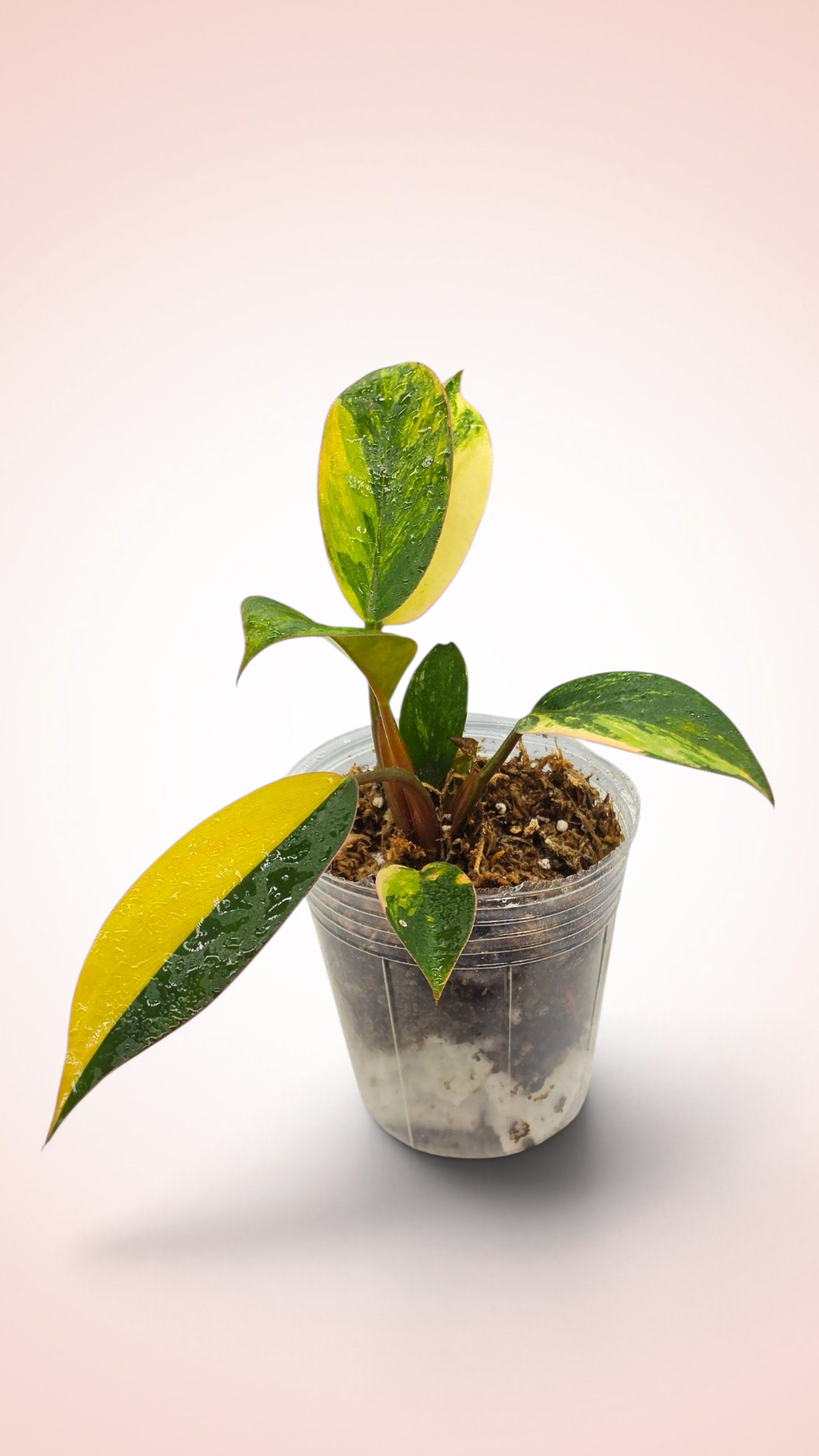 Philodendron Red Congo Variegated