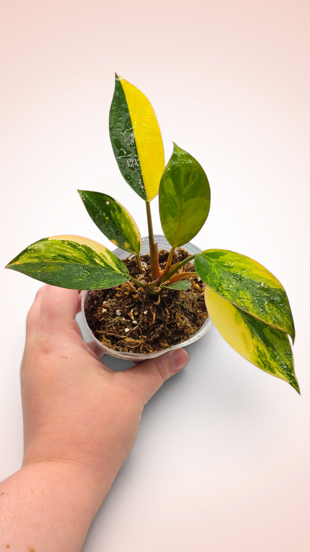 Philodendron Red Congo Variegated