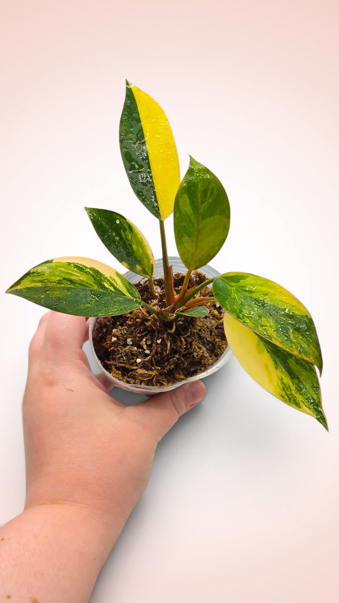 Philodendron Red Congo Variegated