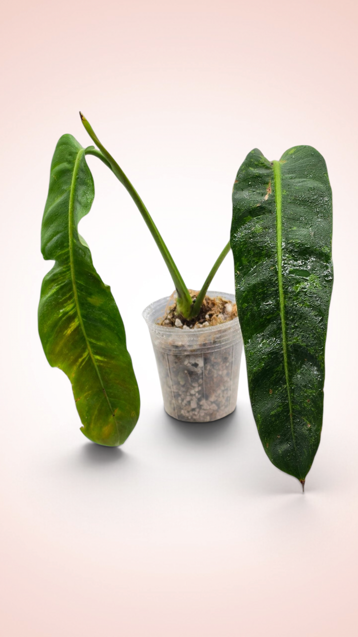 Philodendron Patriciae Variegated