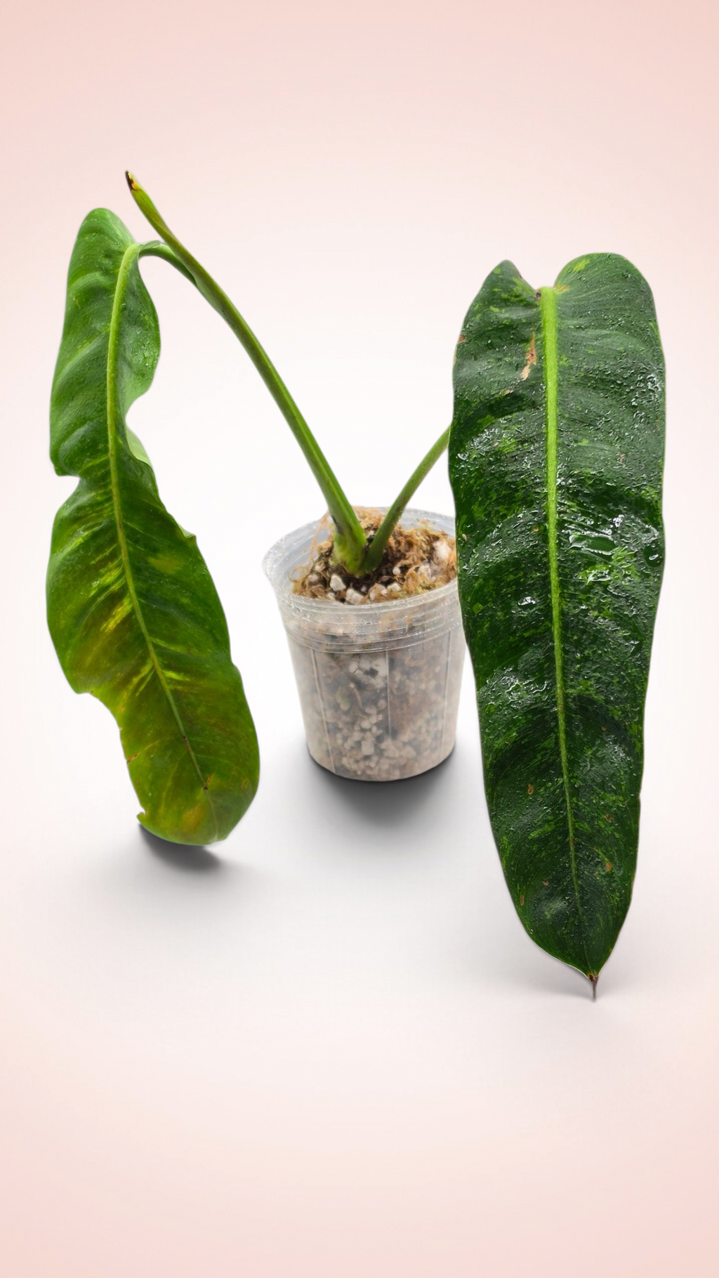 Philodendron Patriciae Variegated