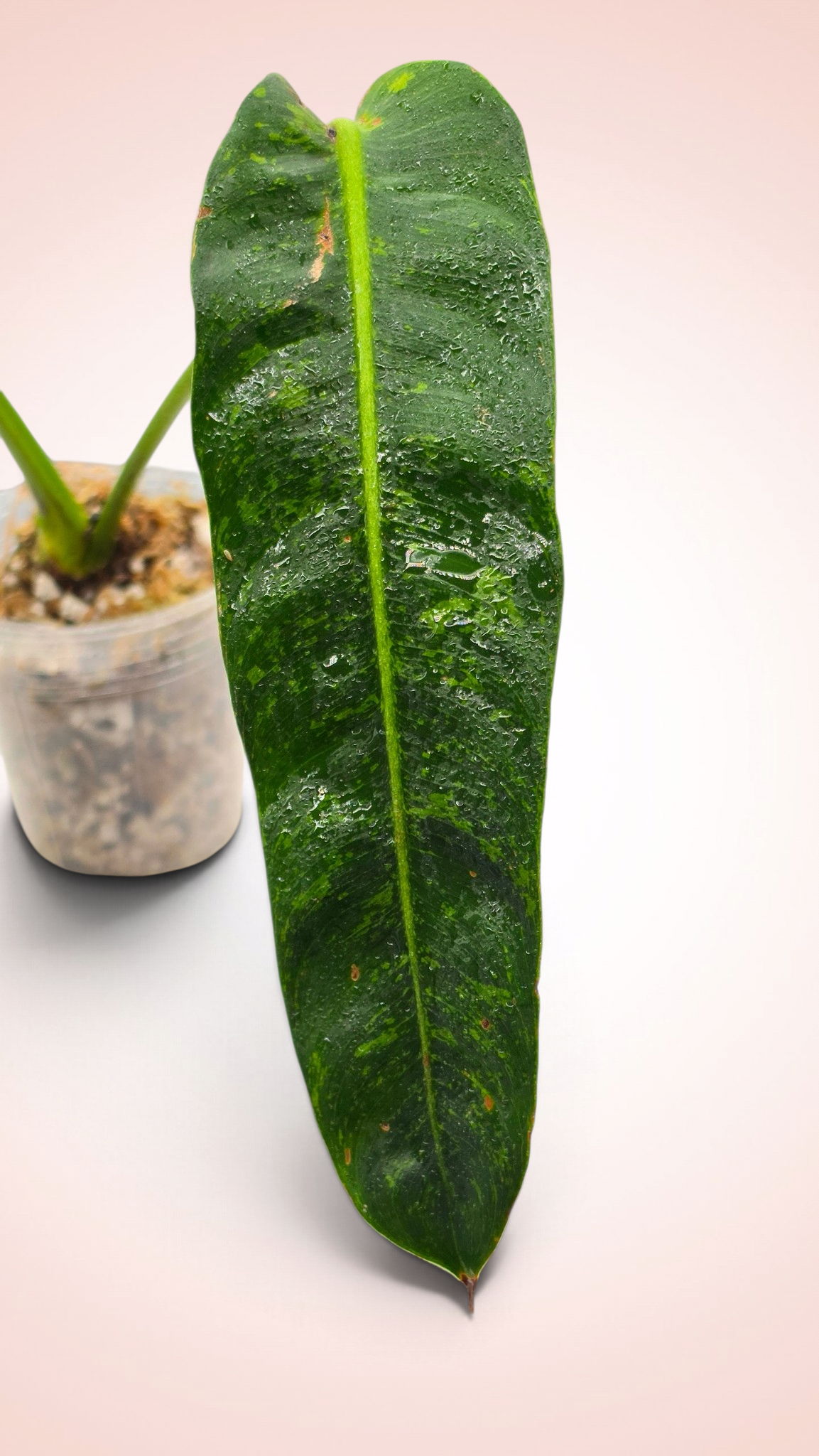Philodendron Patriciae Variegated