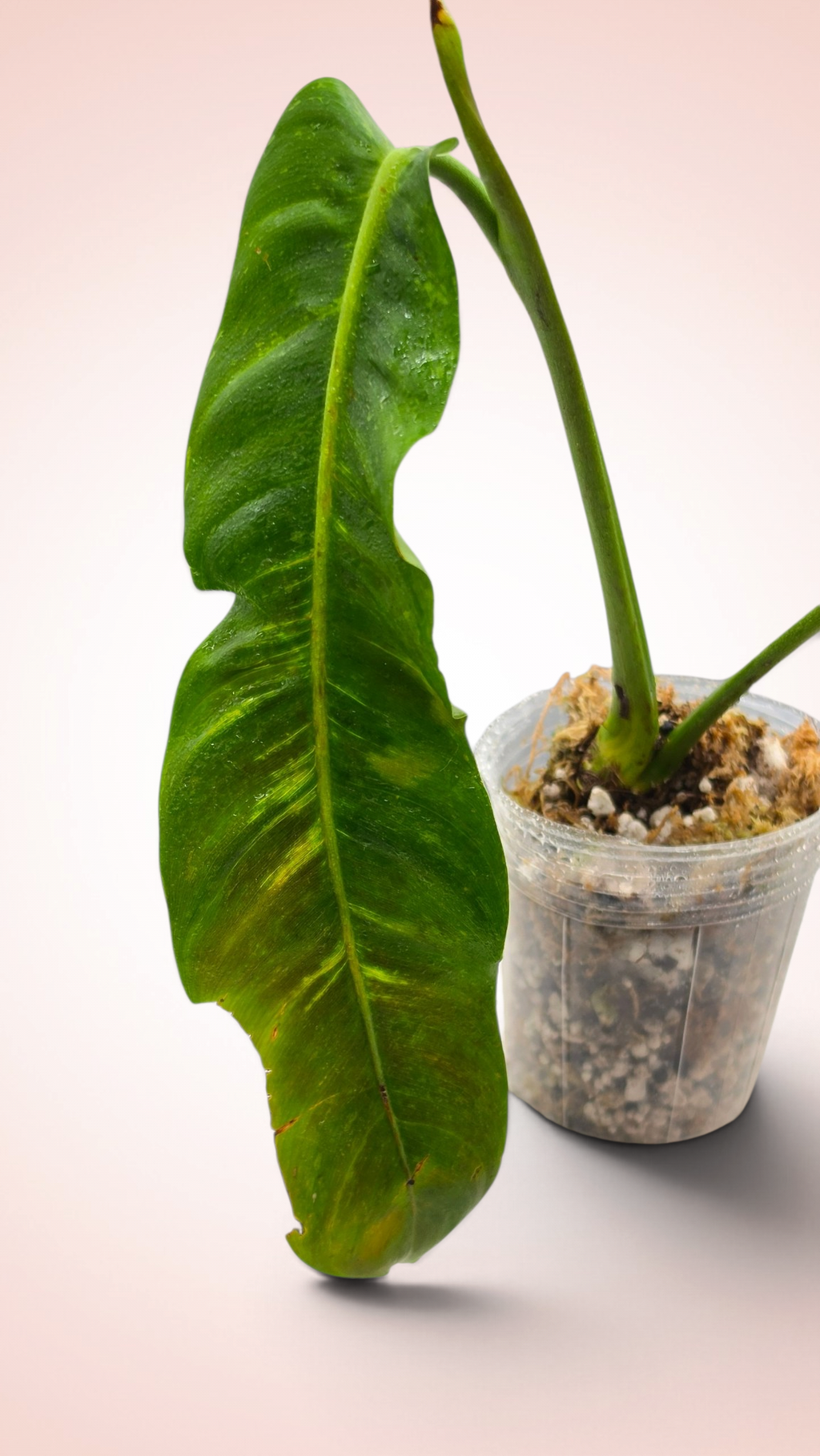 Philodendron Patriciae Variegated